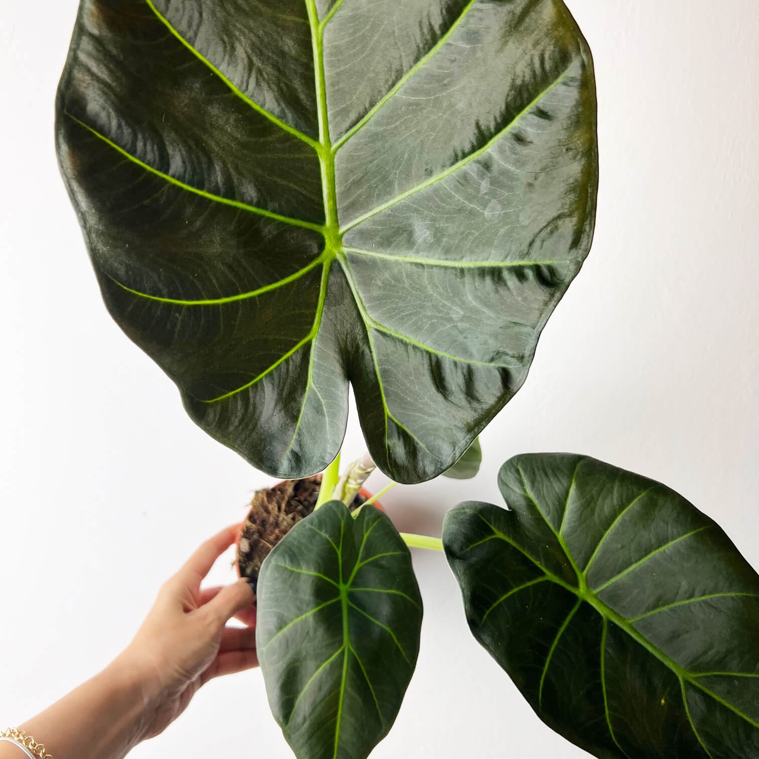 Alocasia Regal Shields