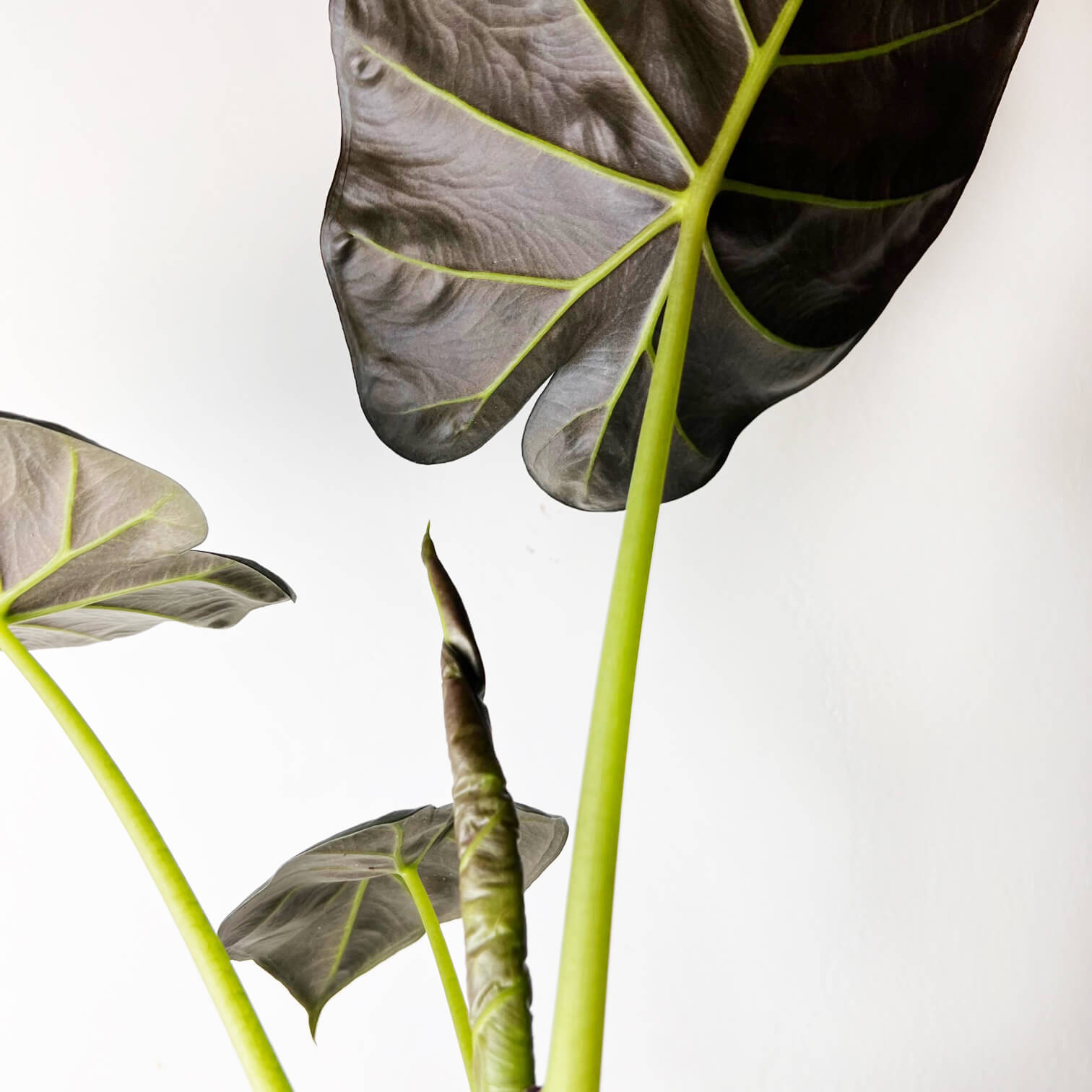 Alocasia Regal Shields