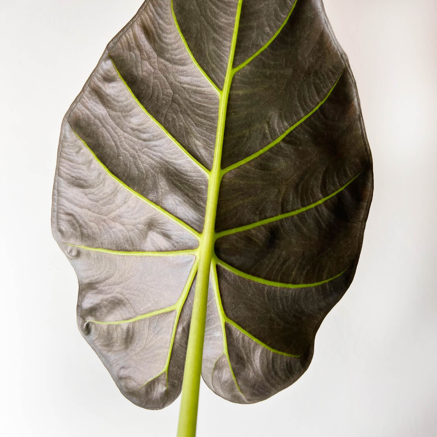 Alocasia Regal Shields
