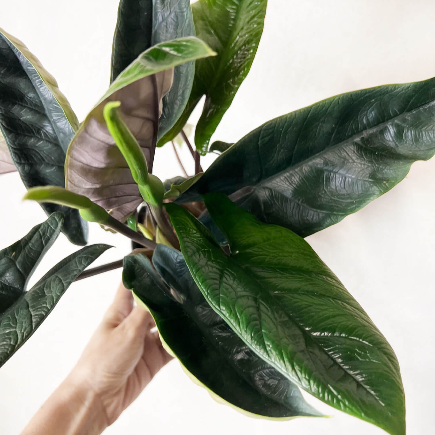 Alocasia Scalprum