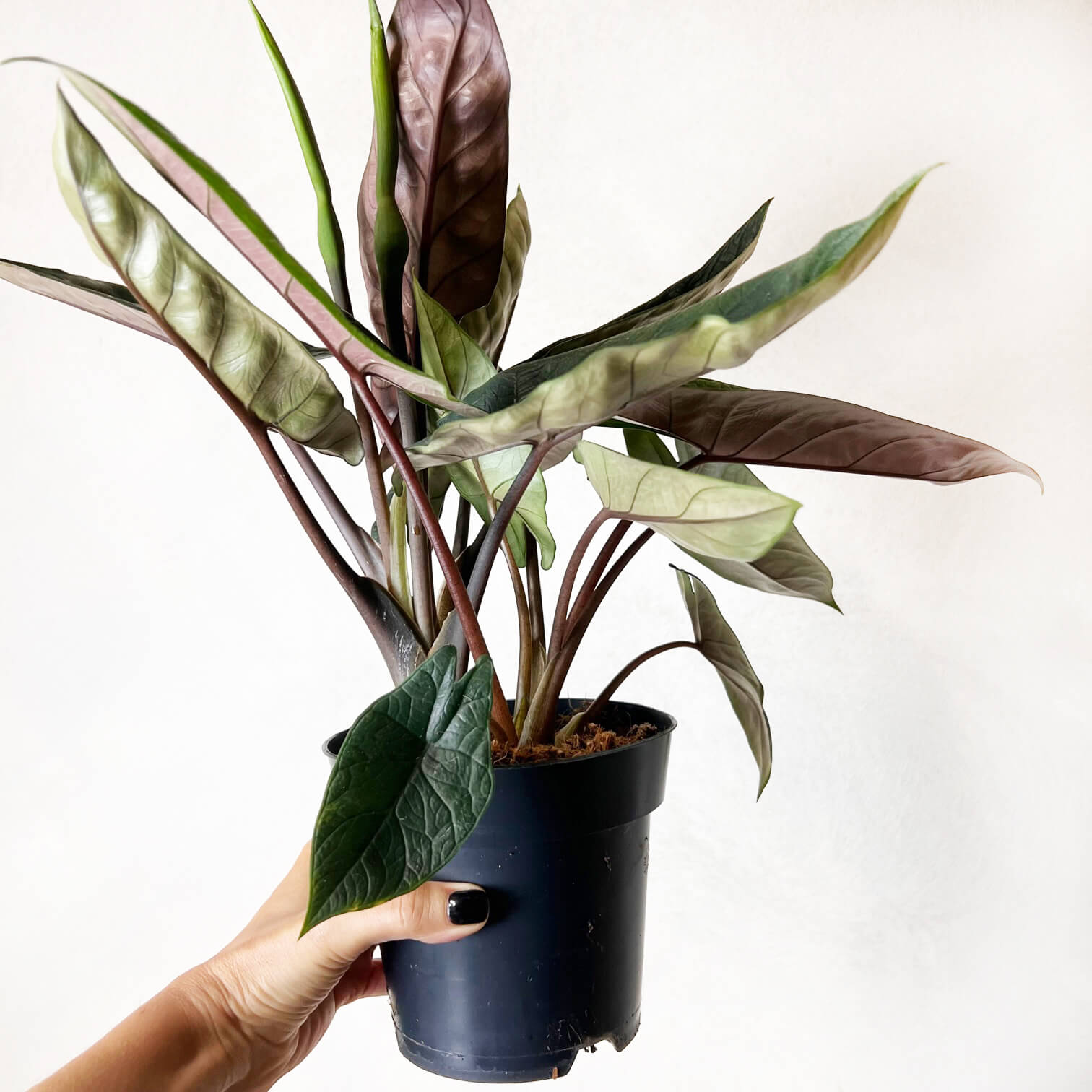 Alocasia Scalprum