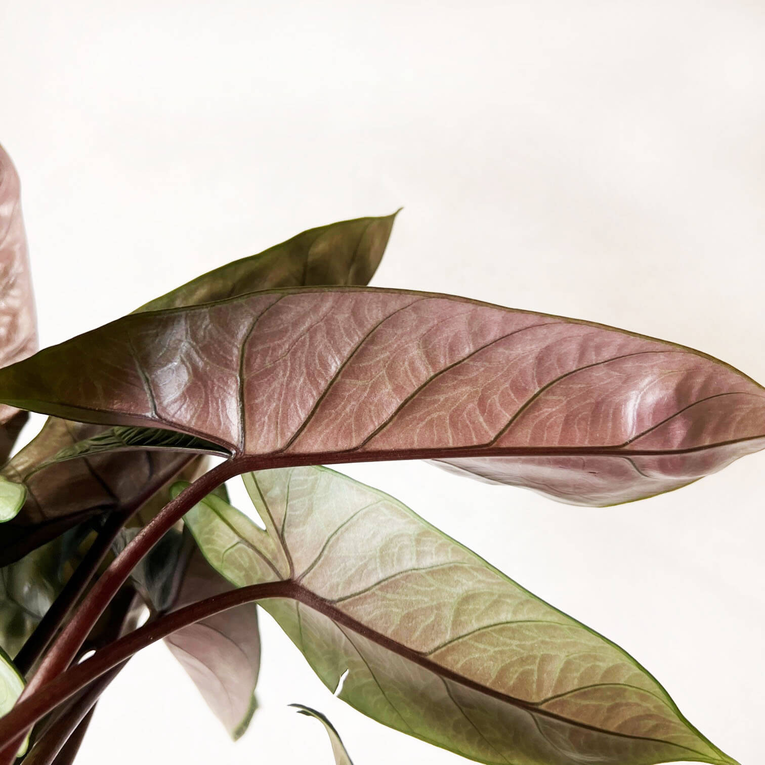 Alocasia Scalprum