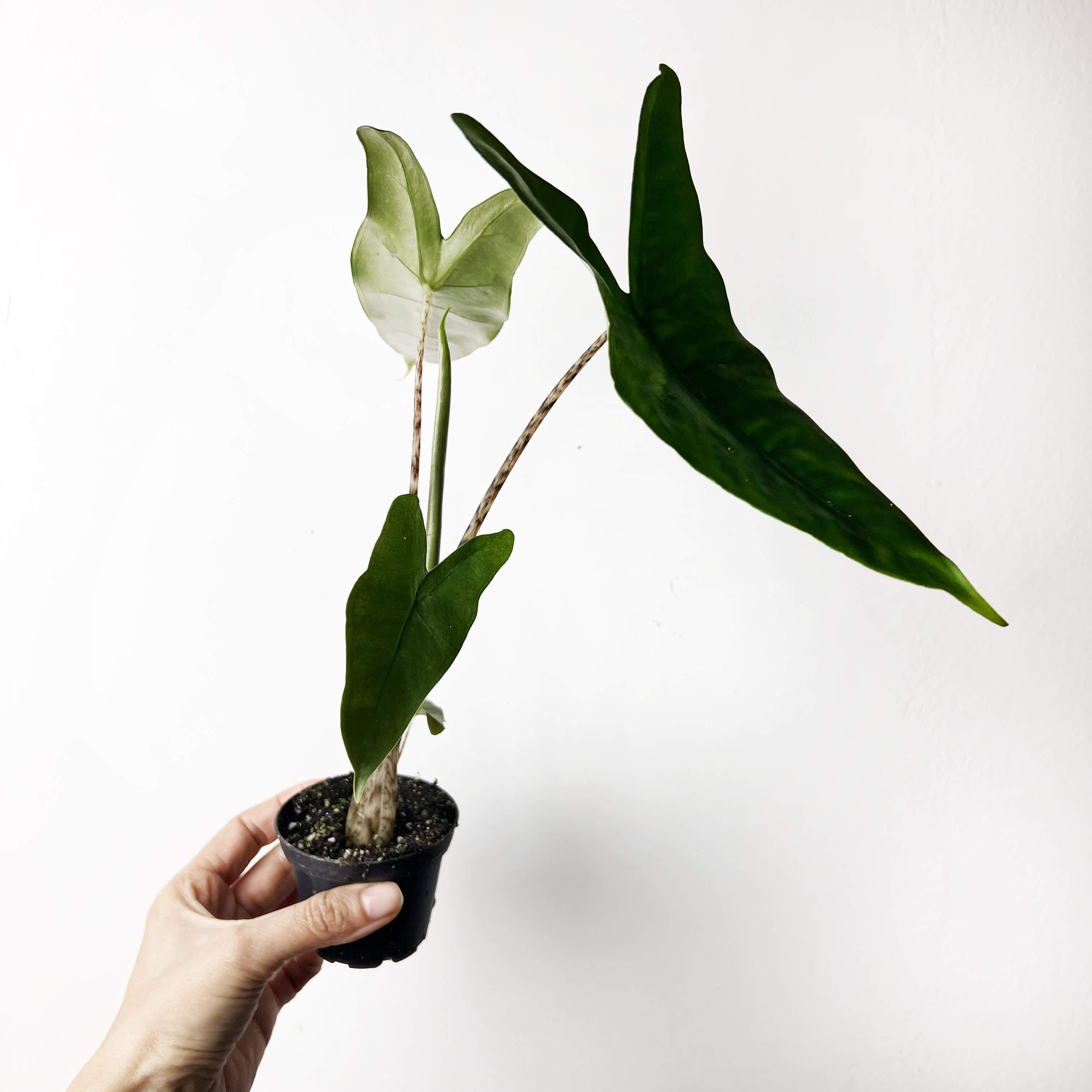 Baby Alocasia Zebrina