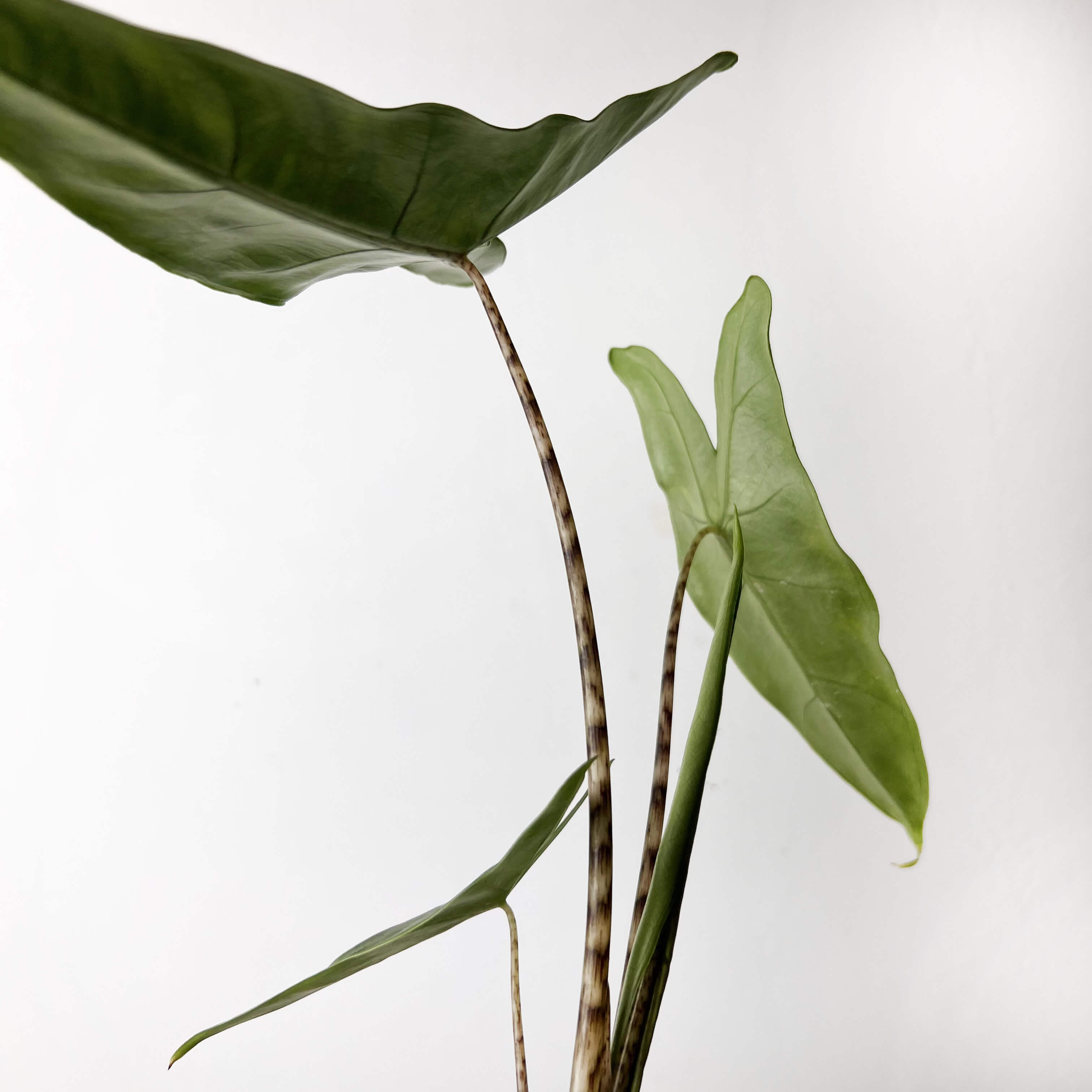 Baby Alocasia Zebrina