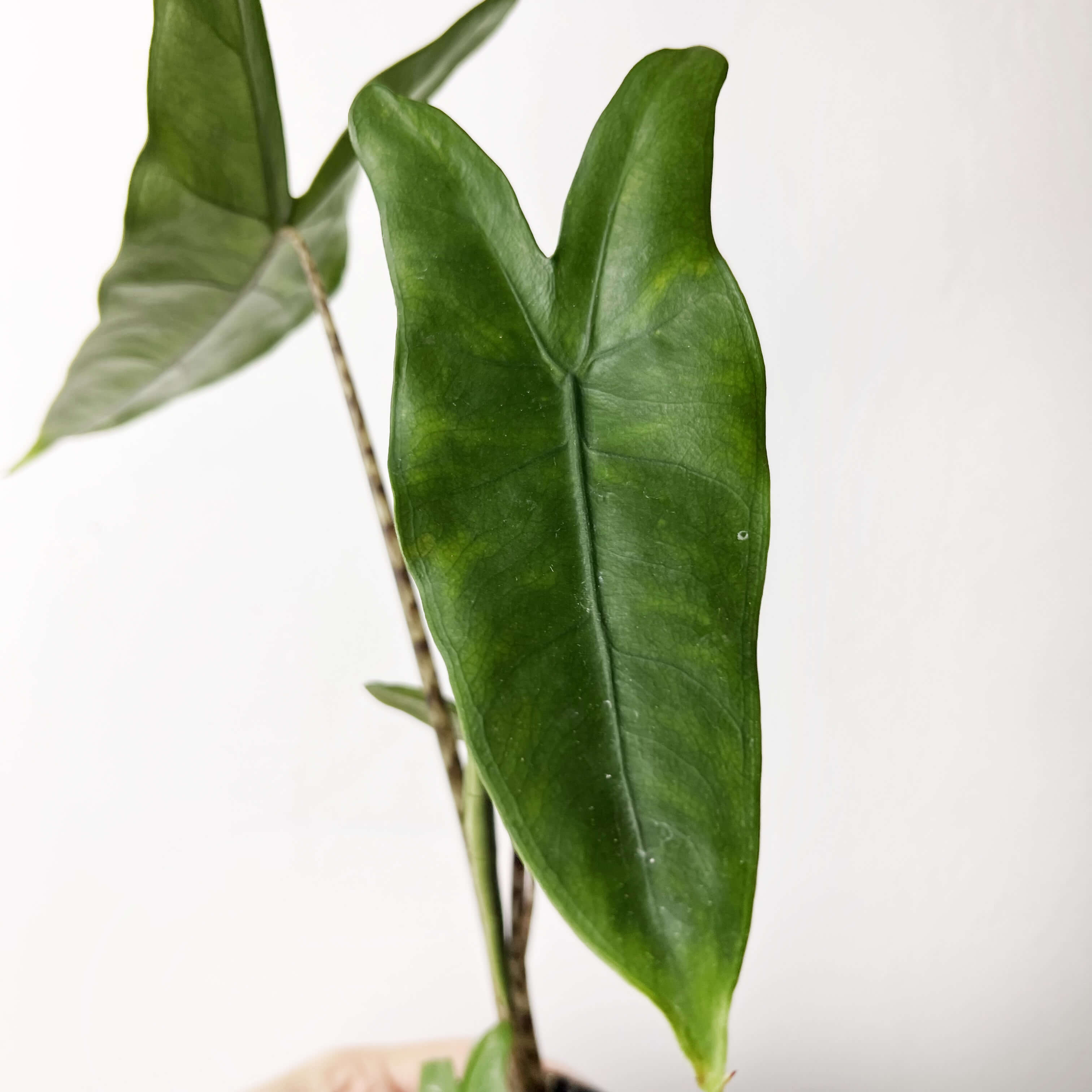 Baby Alocasia Zebrina