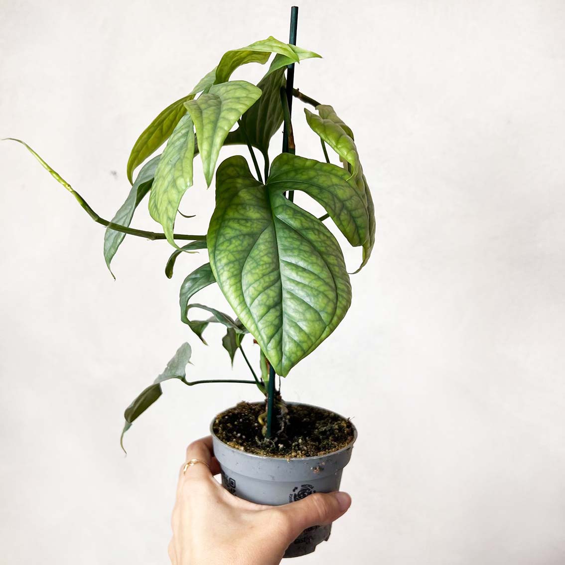 Amydrium Medium Silver