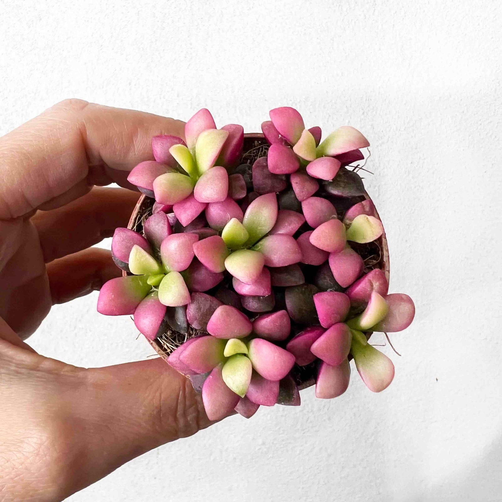 Anacampseros Rufescens