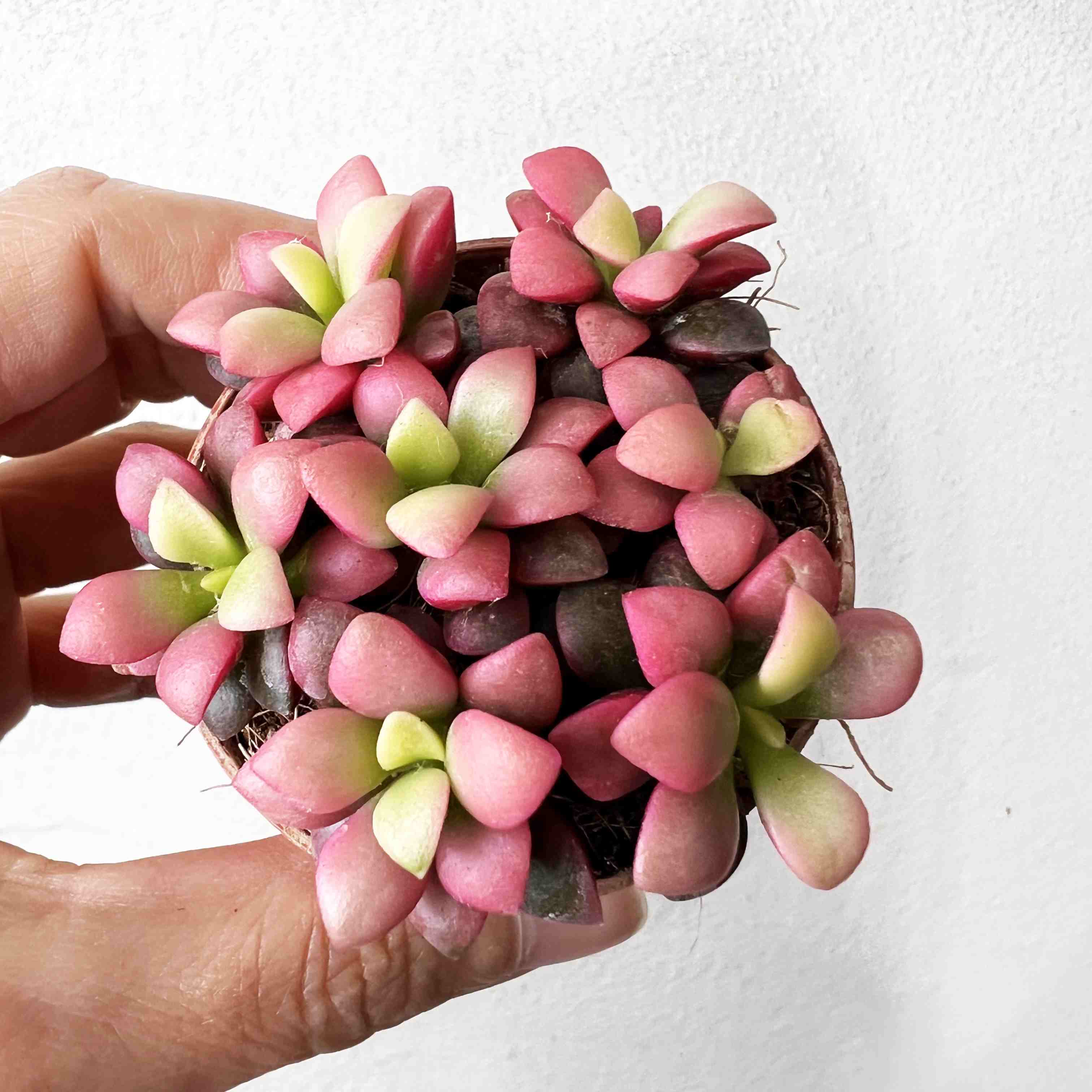 Anacampseros Rufescens