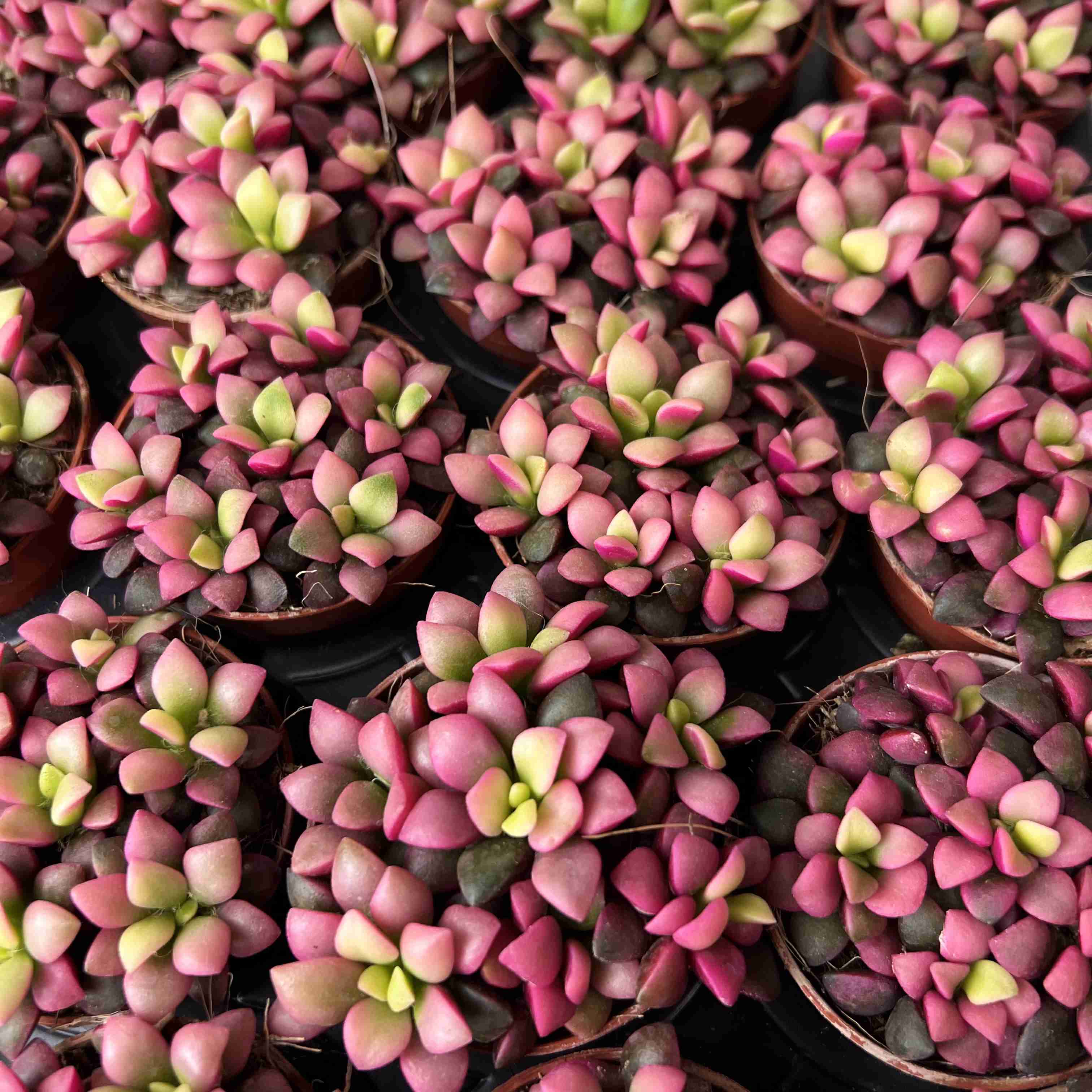 Anacampseros Rufescens