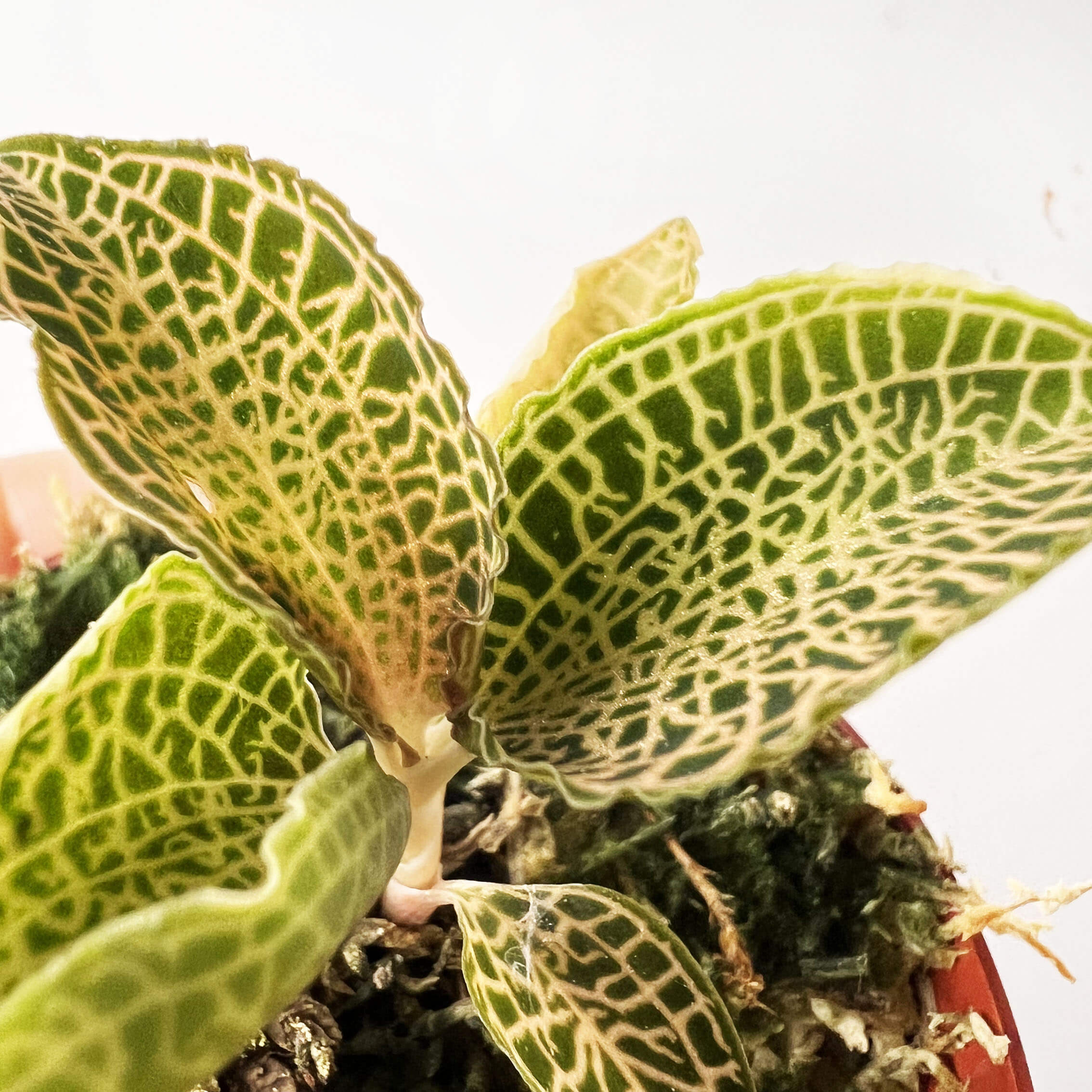 Anoectochilus roxburghii white gold