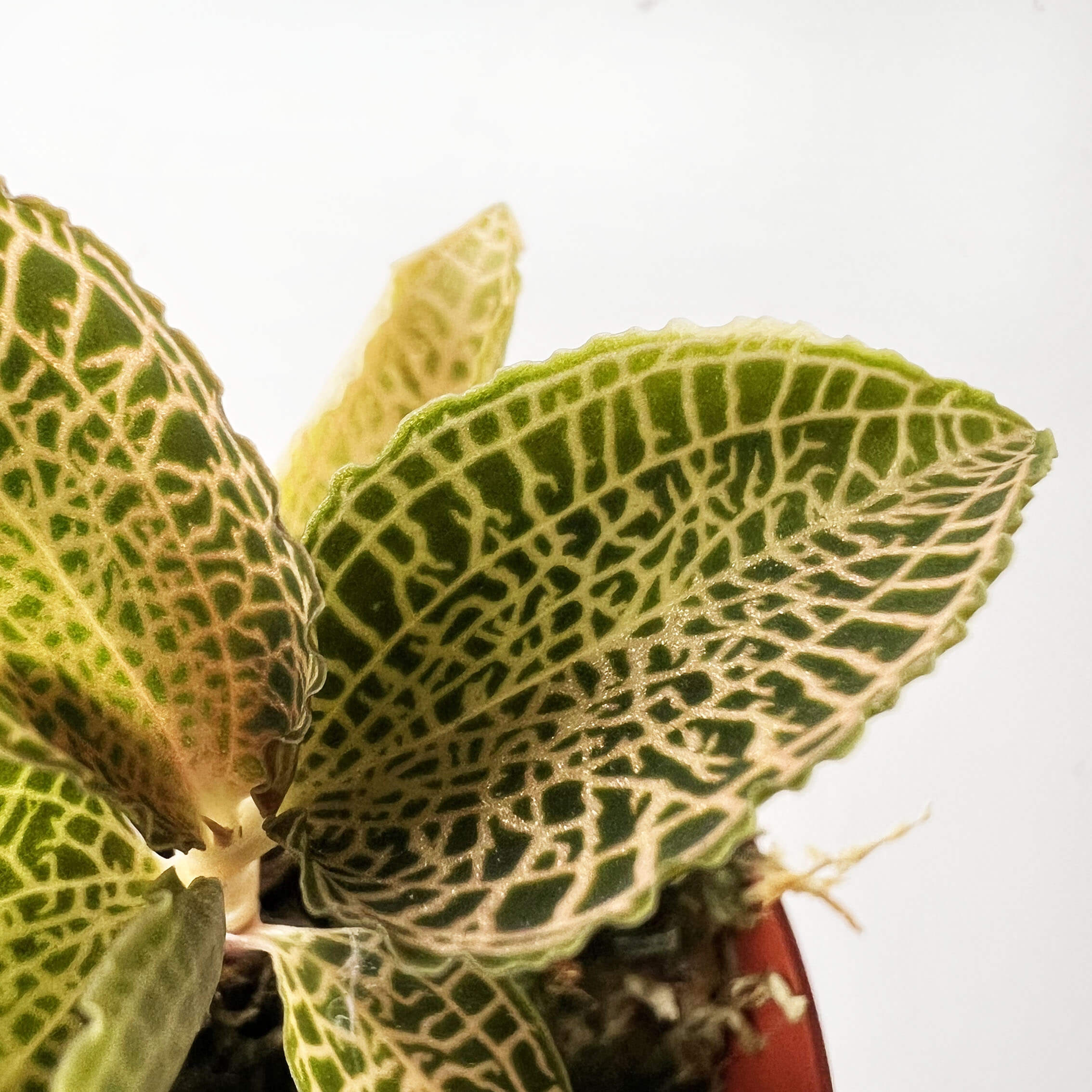 Anoectochilus roxburghii white gold