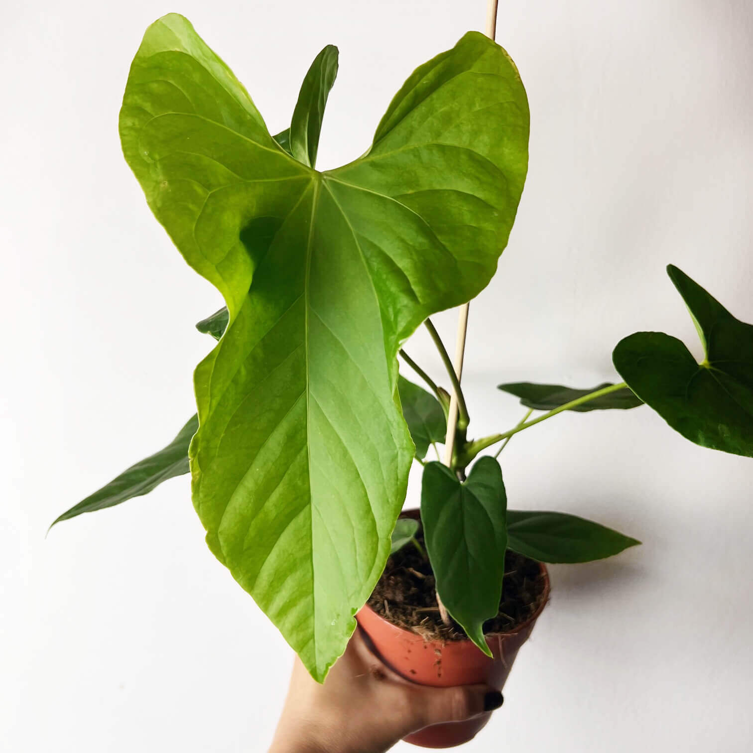 Anthurium Balaoanum