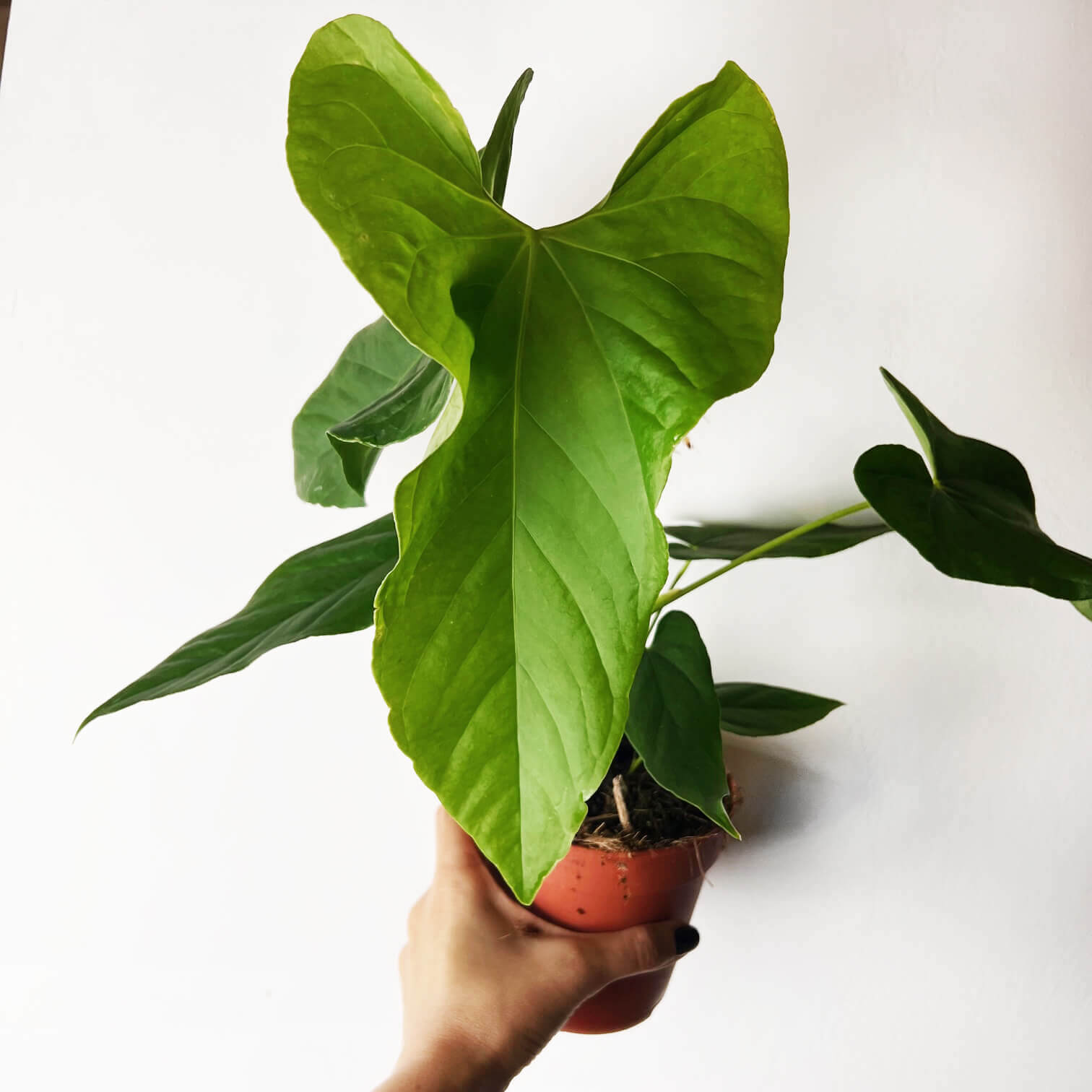 Anthurium Balaoanum