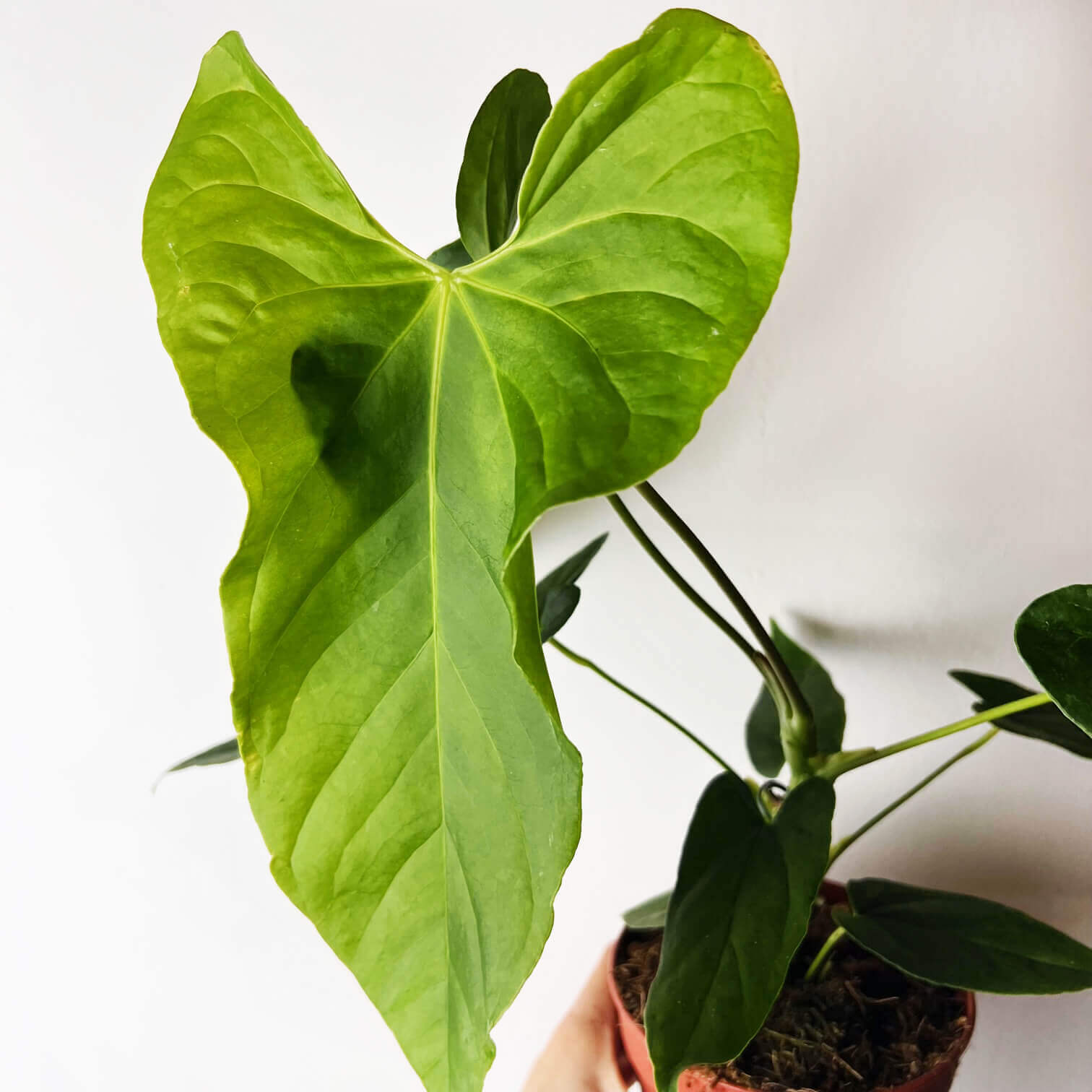 Anthurium Balaoanum