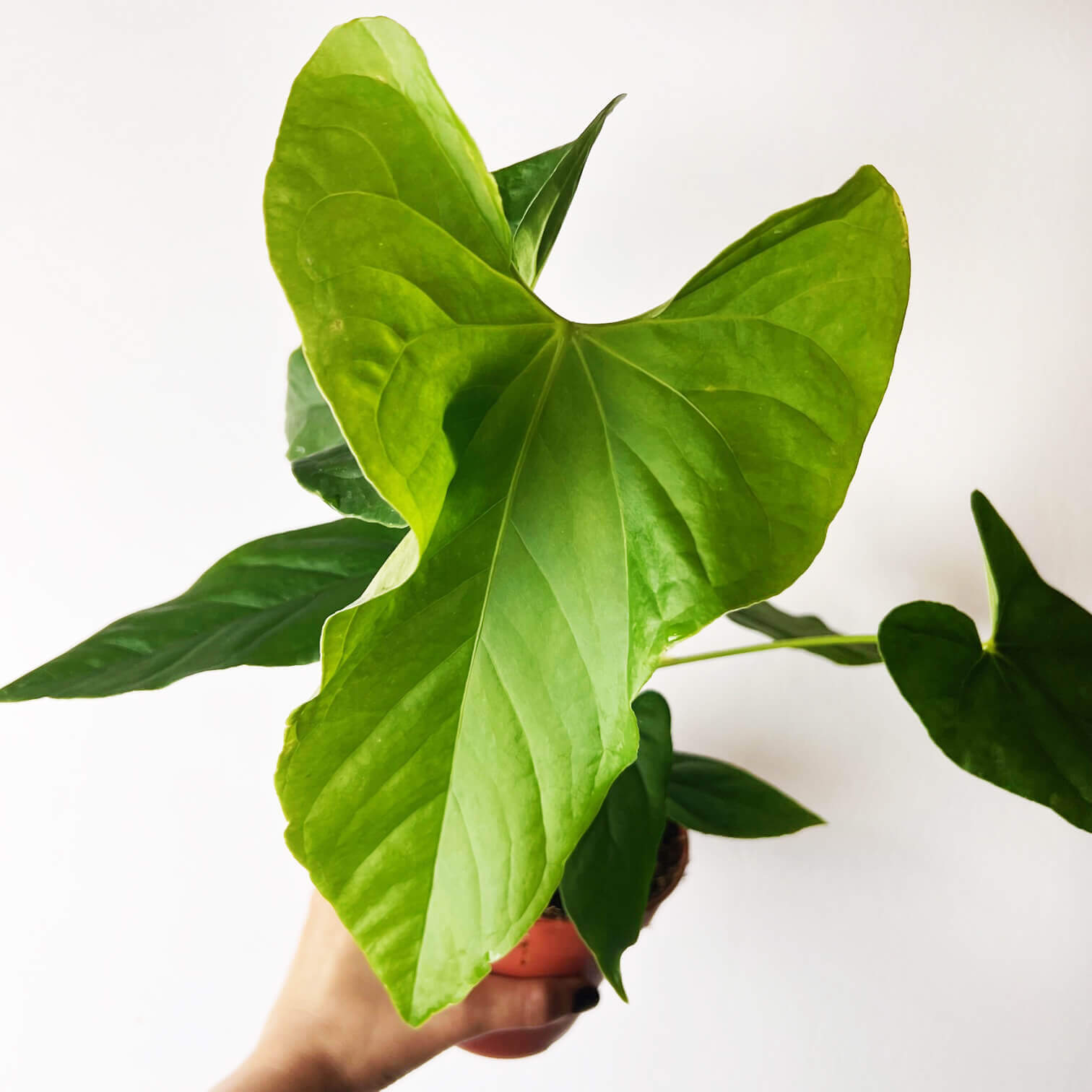 Anthurium Balaoanum