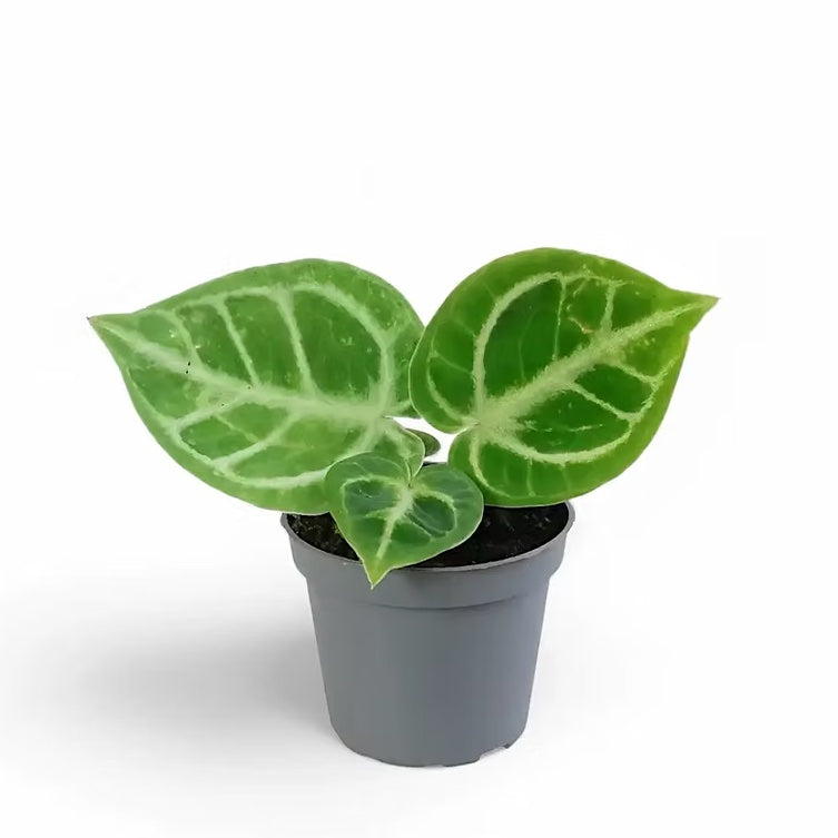 baby Anthurium crystallinum 'Dorayaki'
