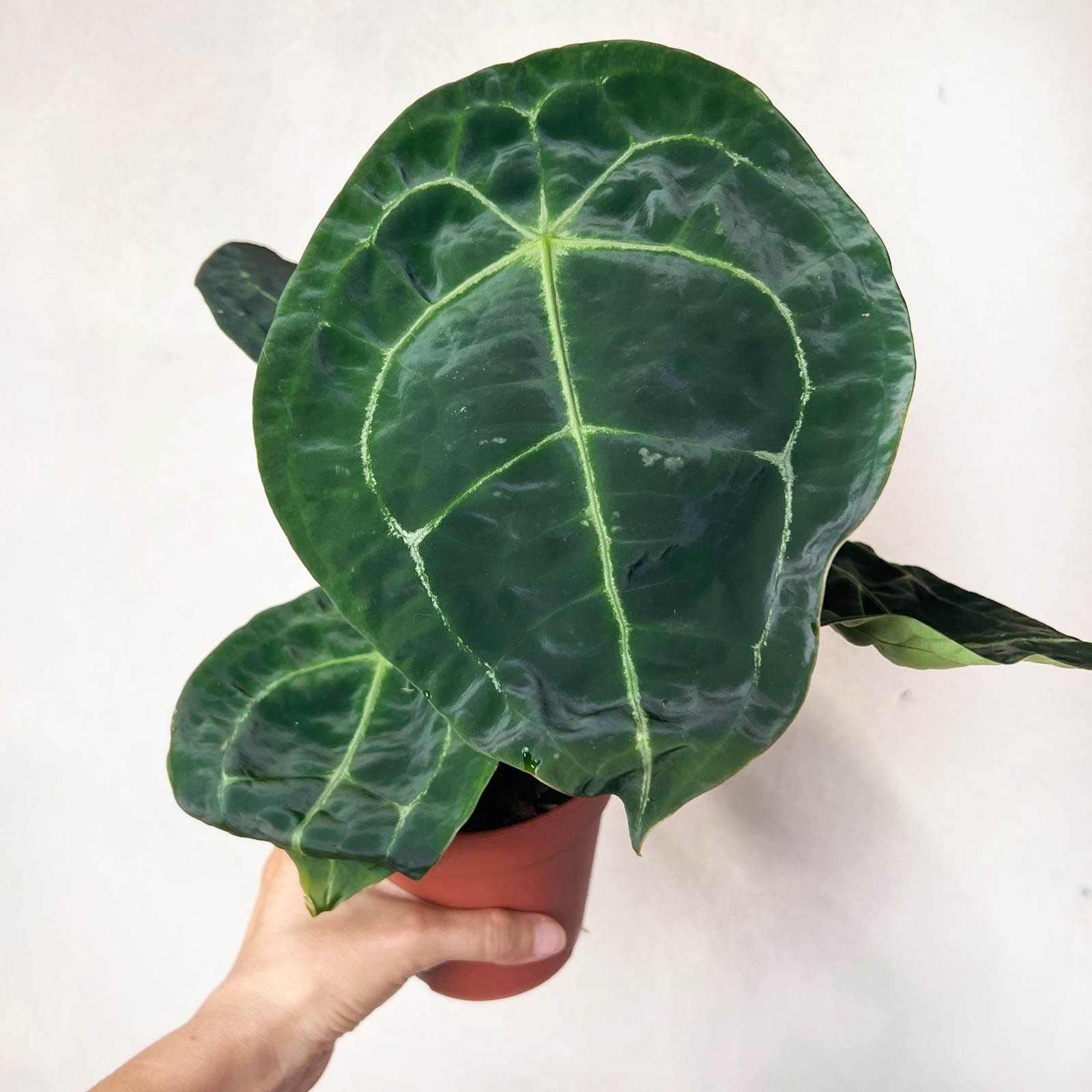 Anthurium Forgetii x Nigrolaminum
