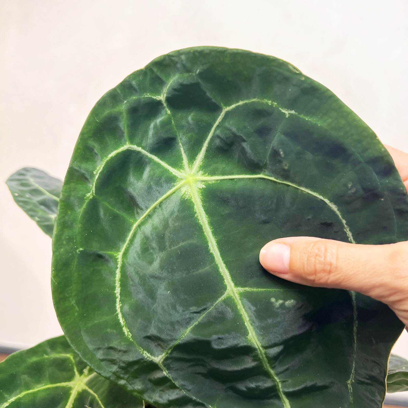 Anthurium Forgetii x Nigrolaminum