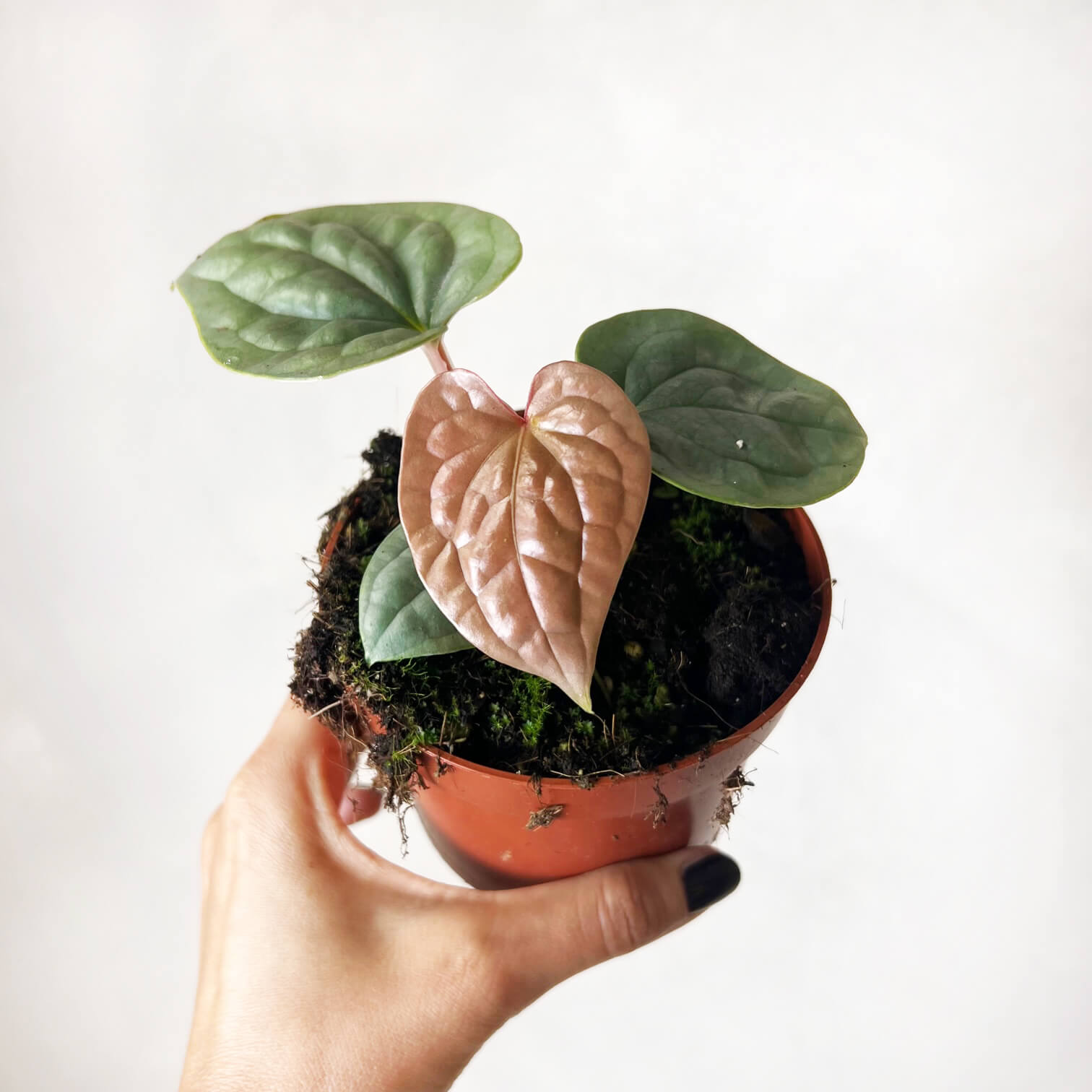 Anthurium Luxurians