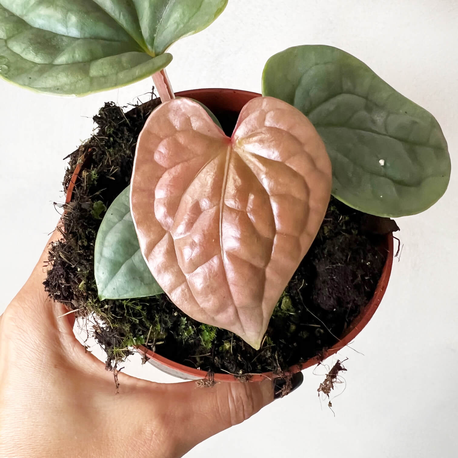 Anthurium Luxurians