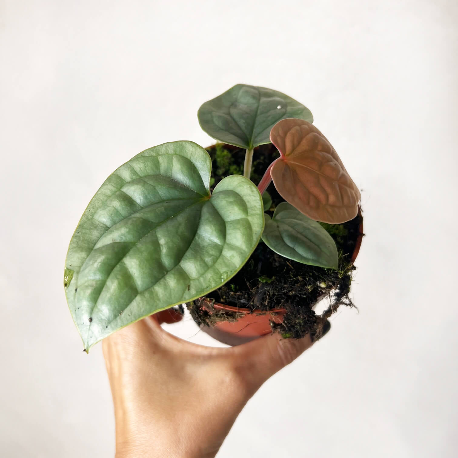 Anthurium Luxurians