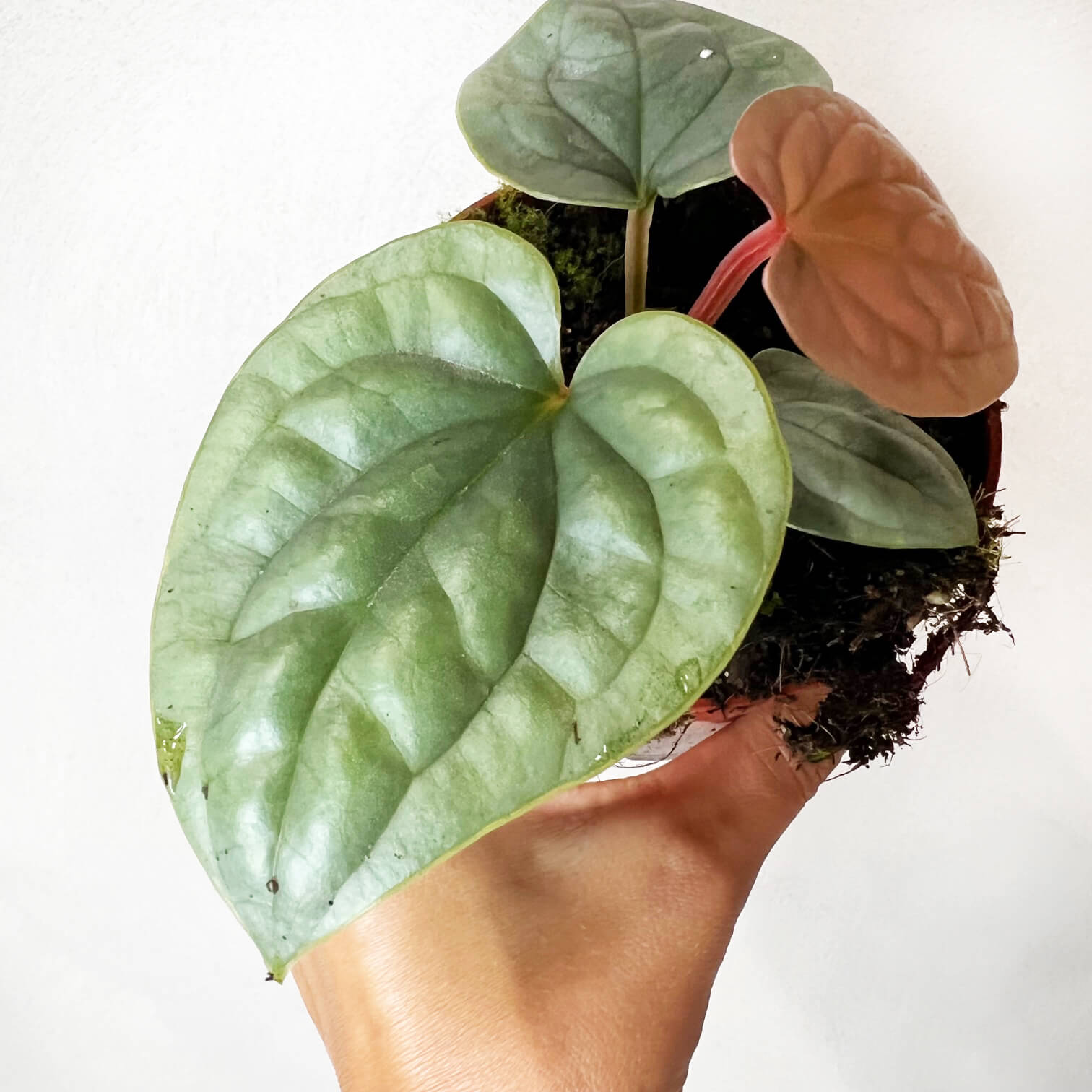 Anthurium Luxurians
