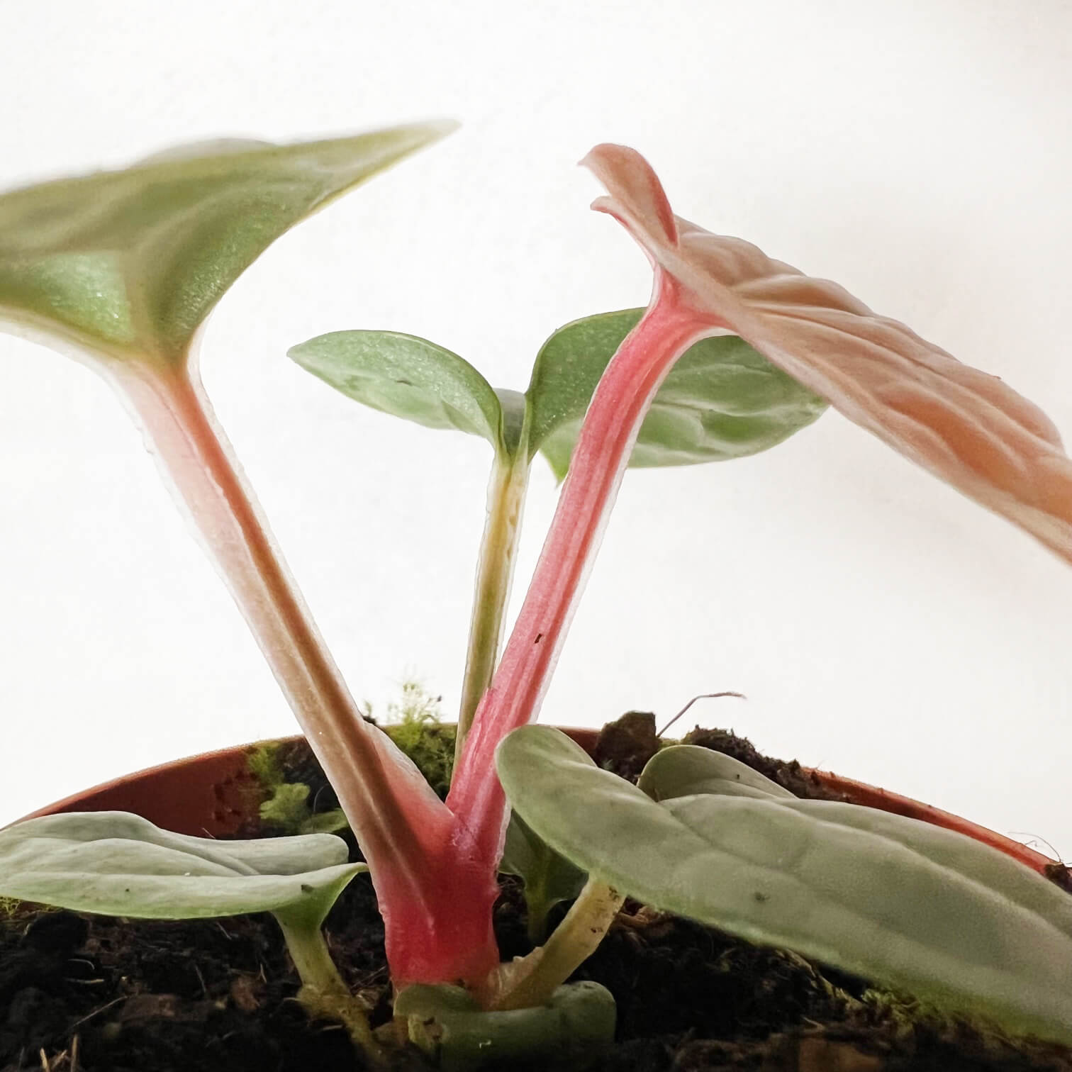 Anthurium Luxurians