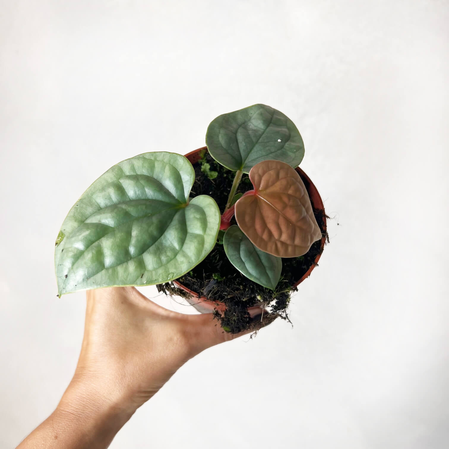 Anthurium Luxurians