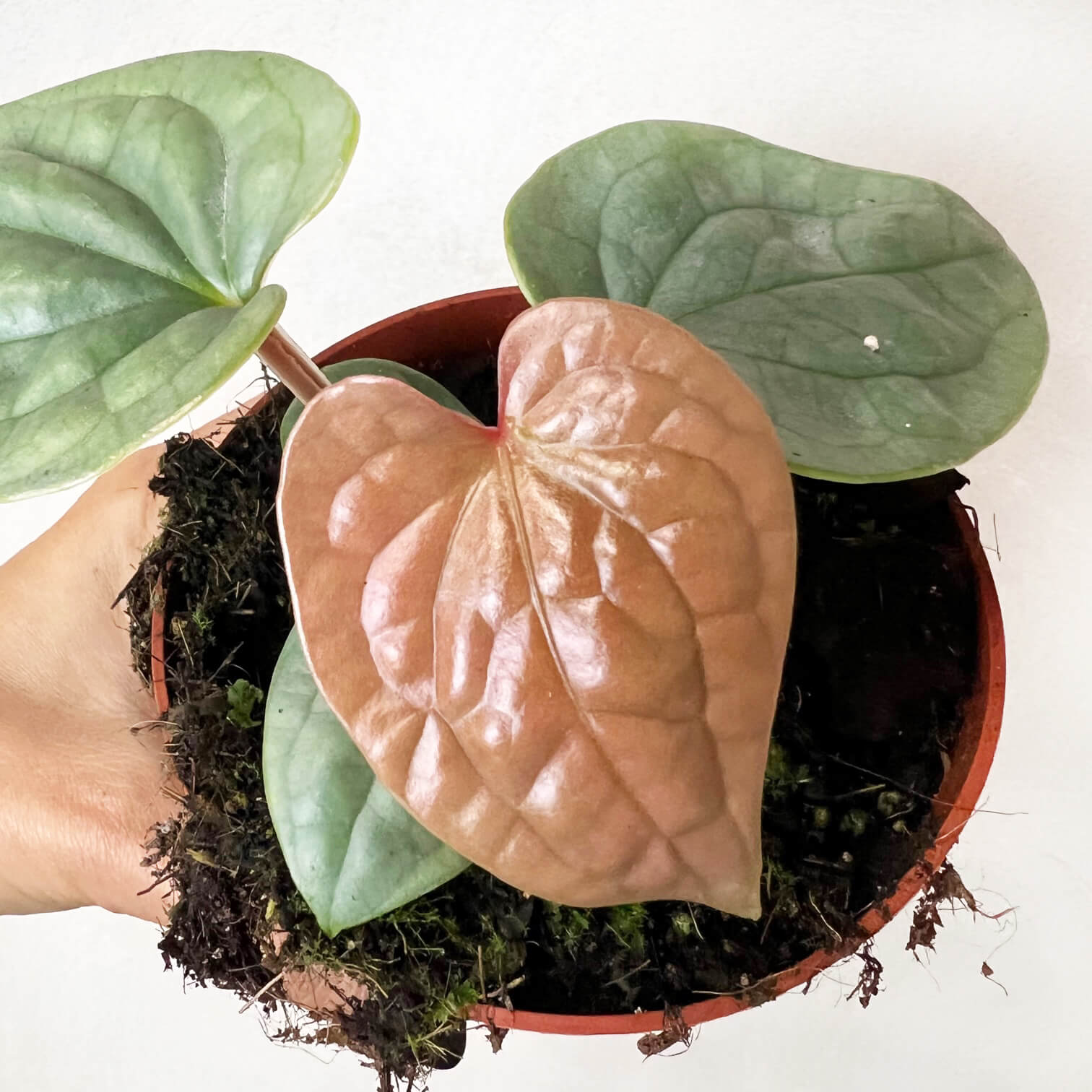 Anthurium Luxurians