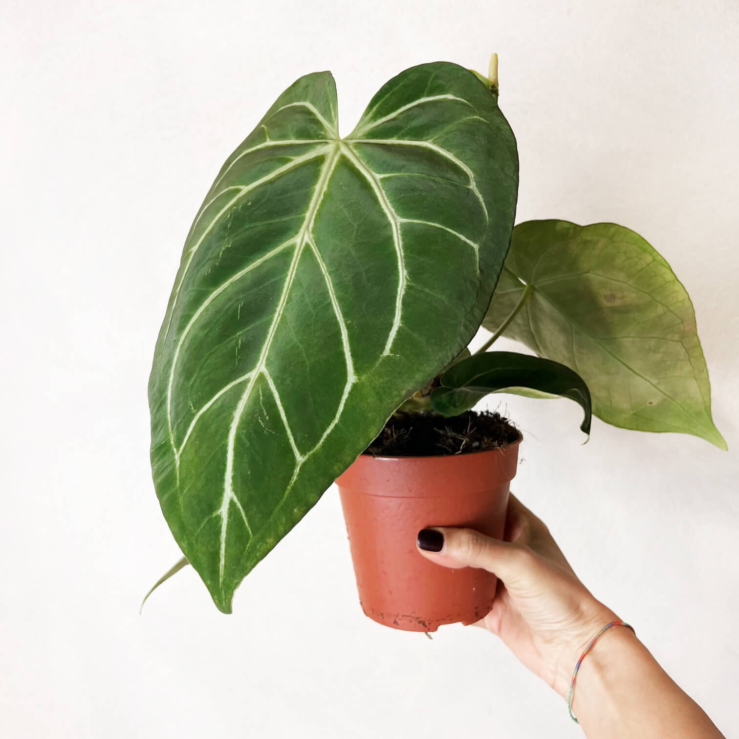 Anthurium Magnificum