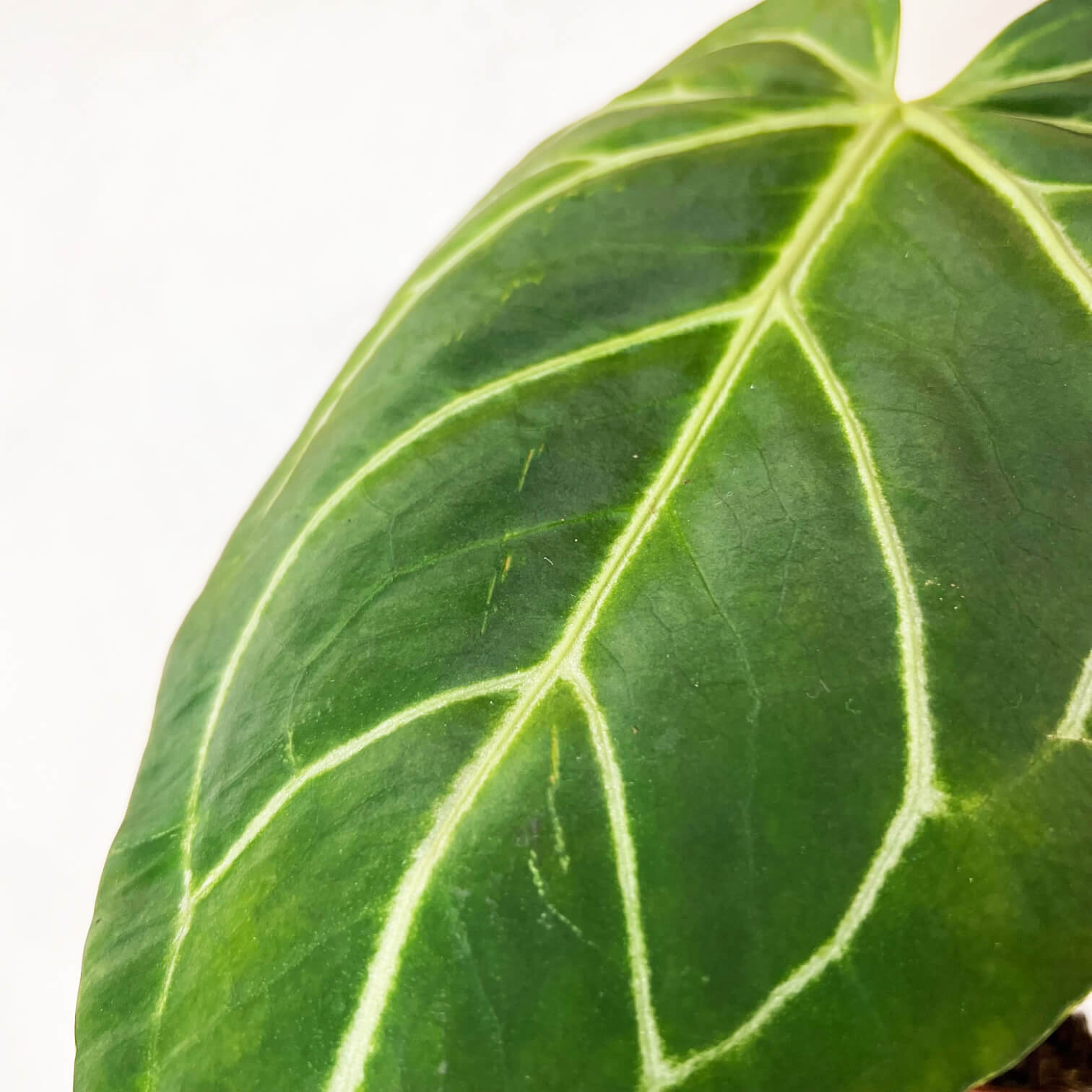 Anthurium Magnificum