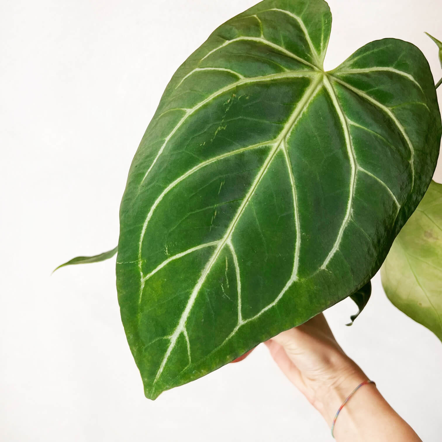 Anthurium Magnificum