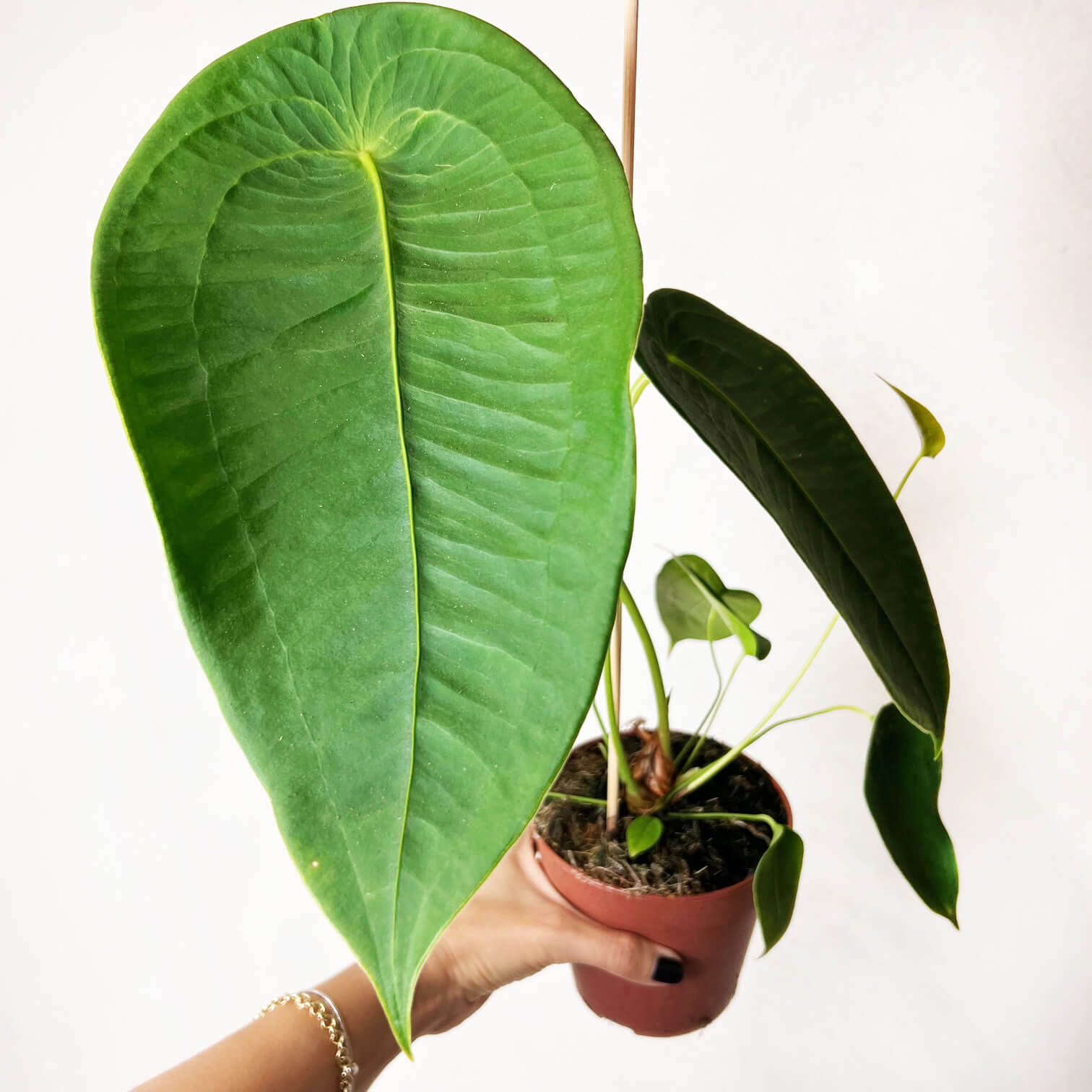 Anthurium Peltigerum