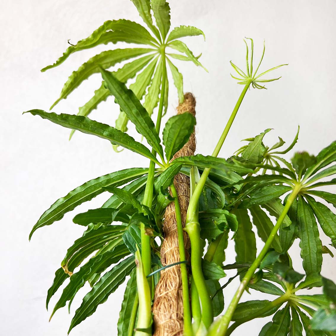 Anthurium Polyschistum