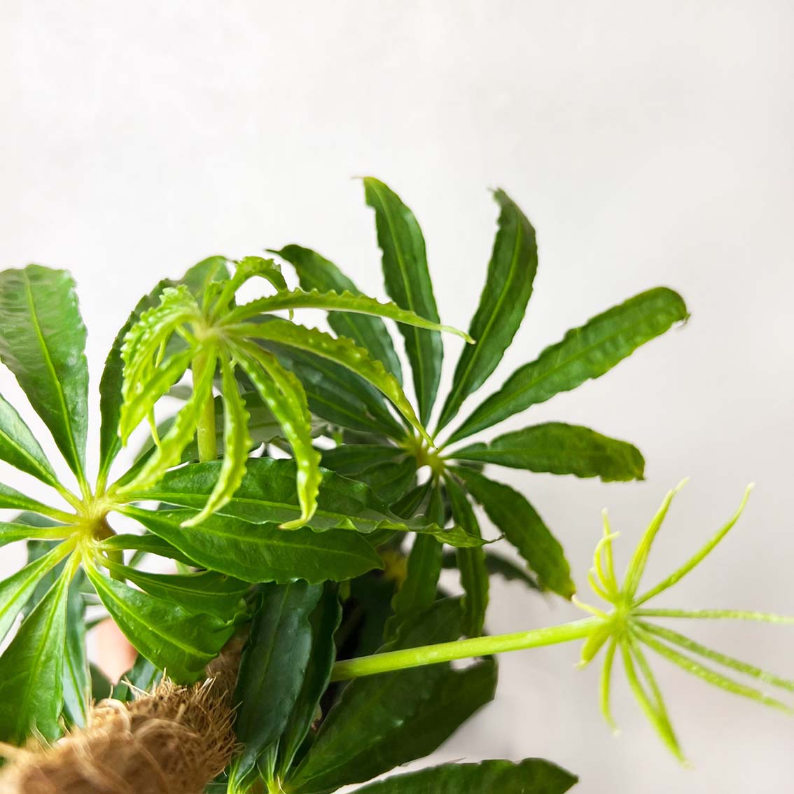 Anthurium Polyschistum