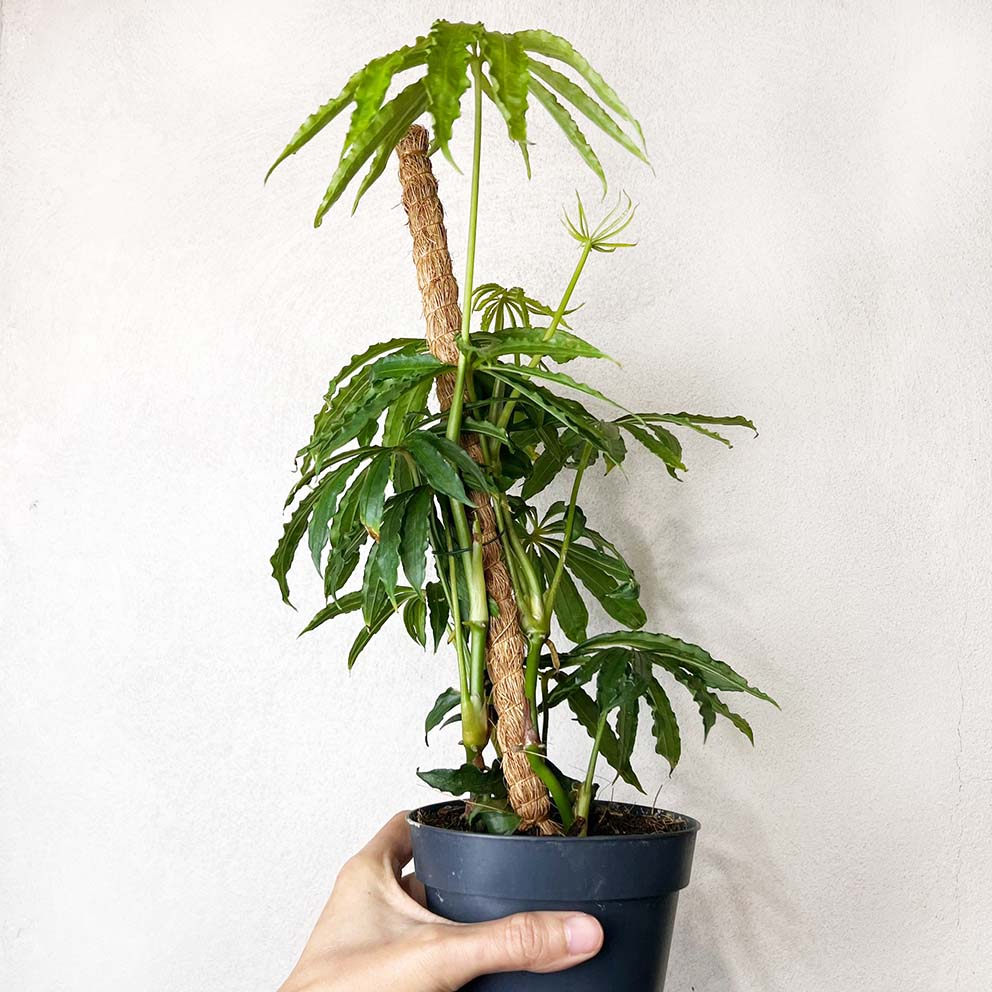 Anthurium Polyschistum