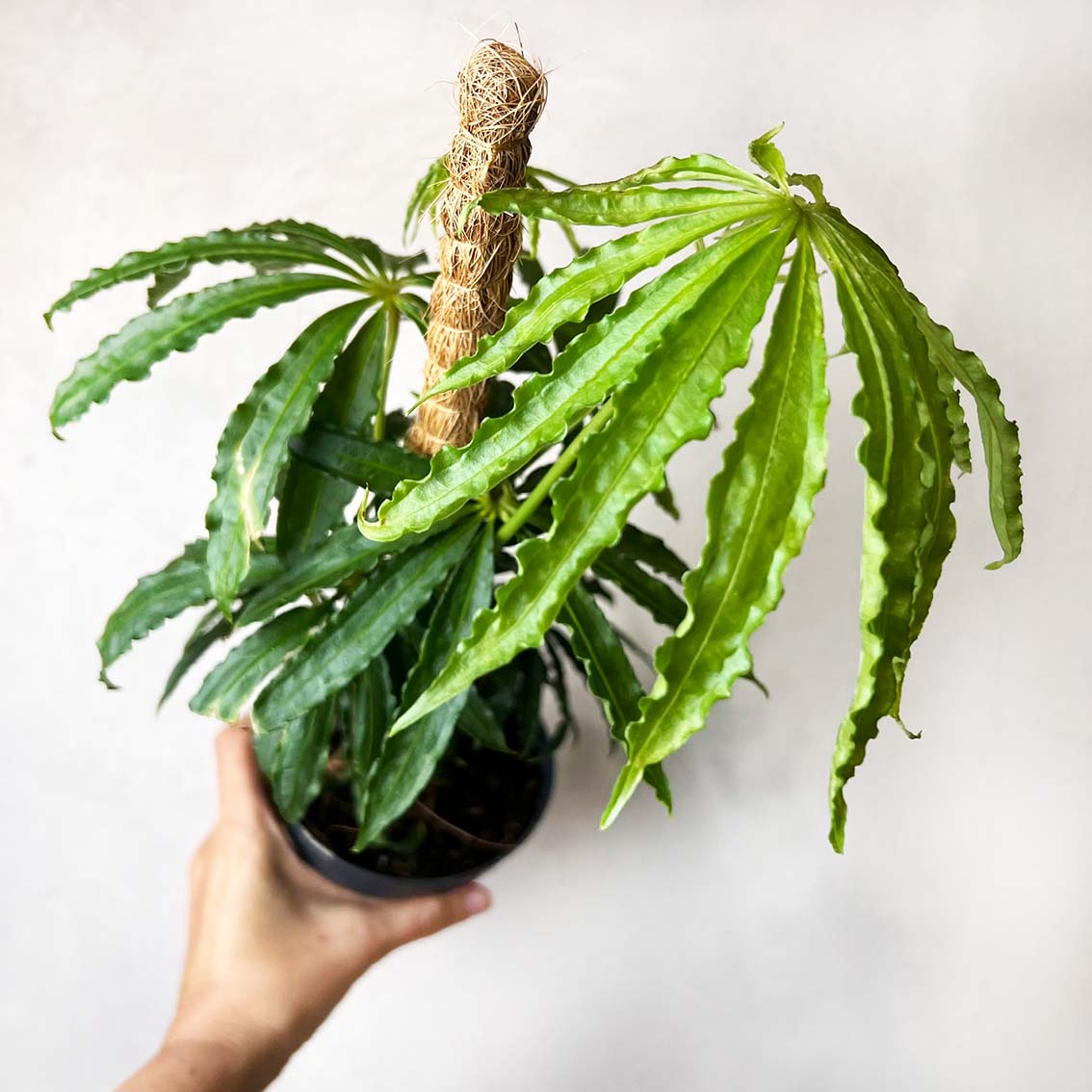 Anthurium Polyschistum