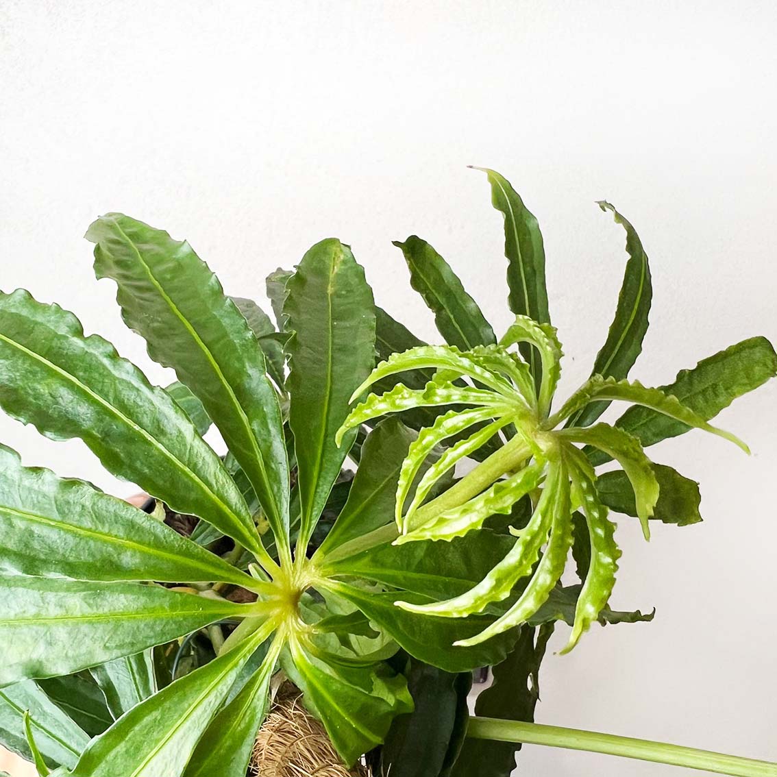 Anthurium Polyschistum