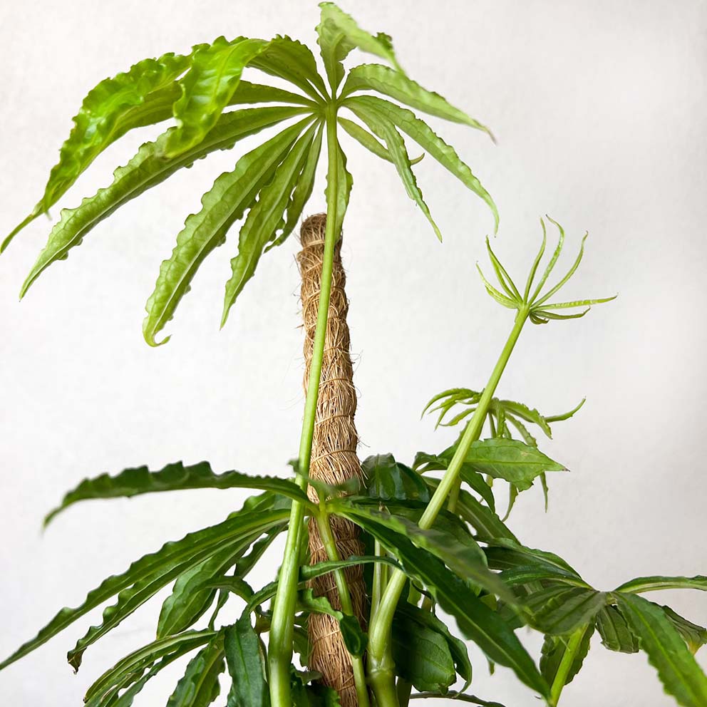 Anthurium Polyschistum