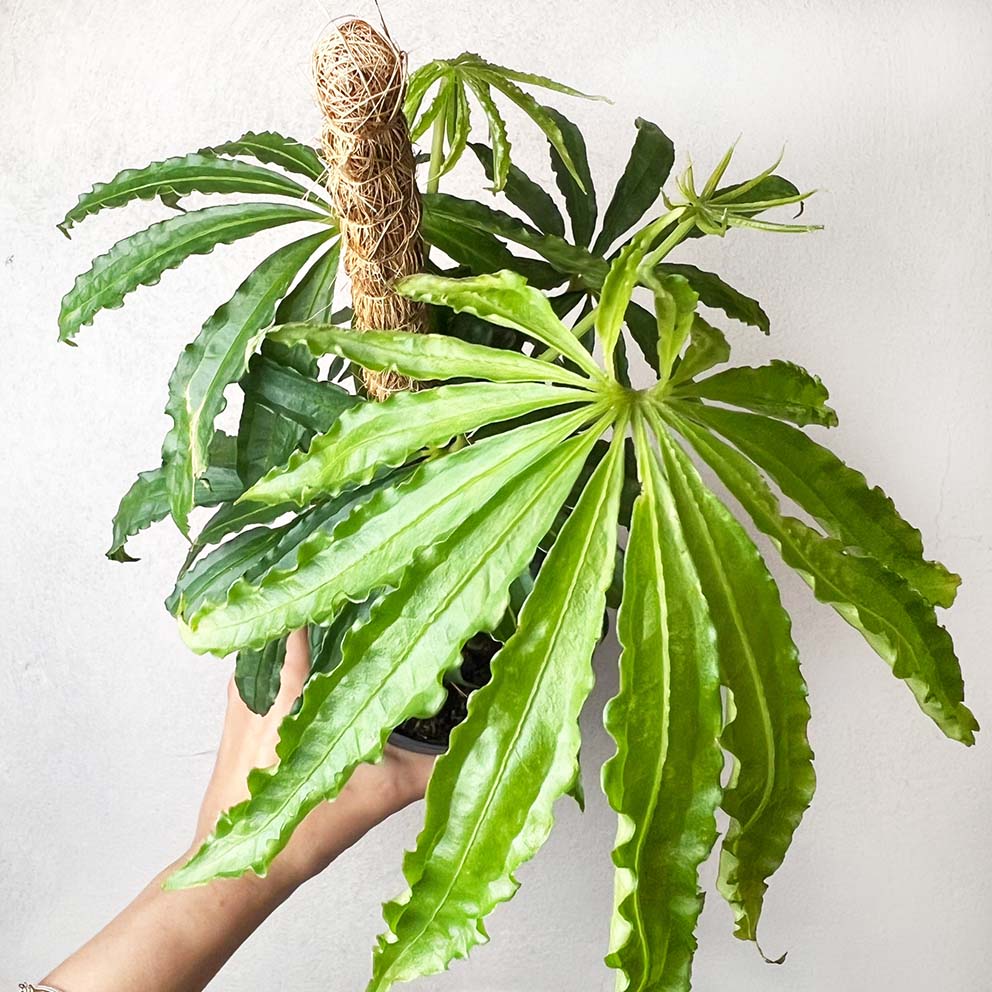 Anthurium Polyschistum