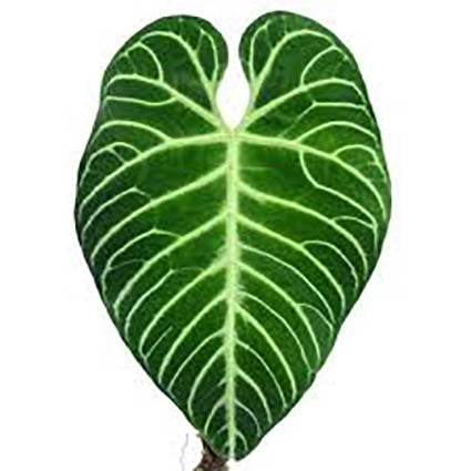 baby Anthurium Regale
