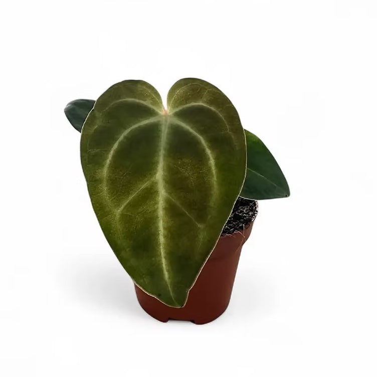 baby Anthurium Regale