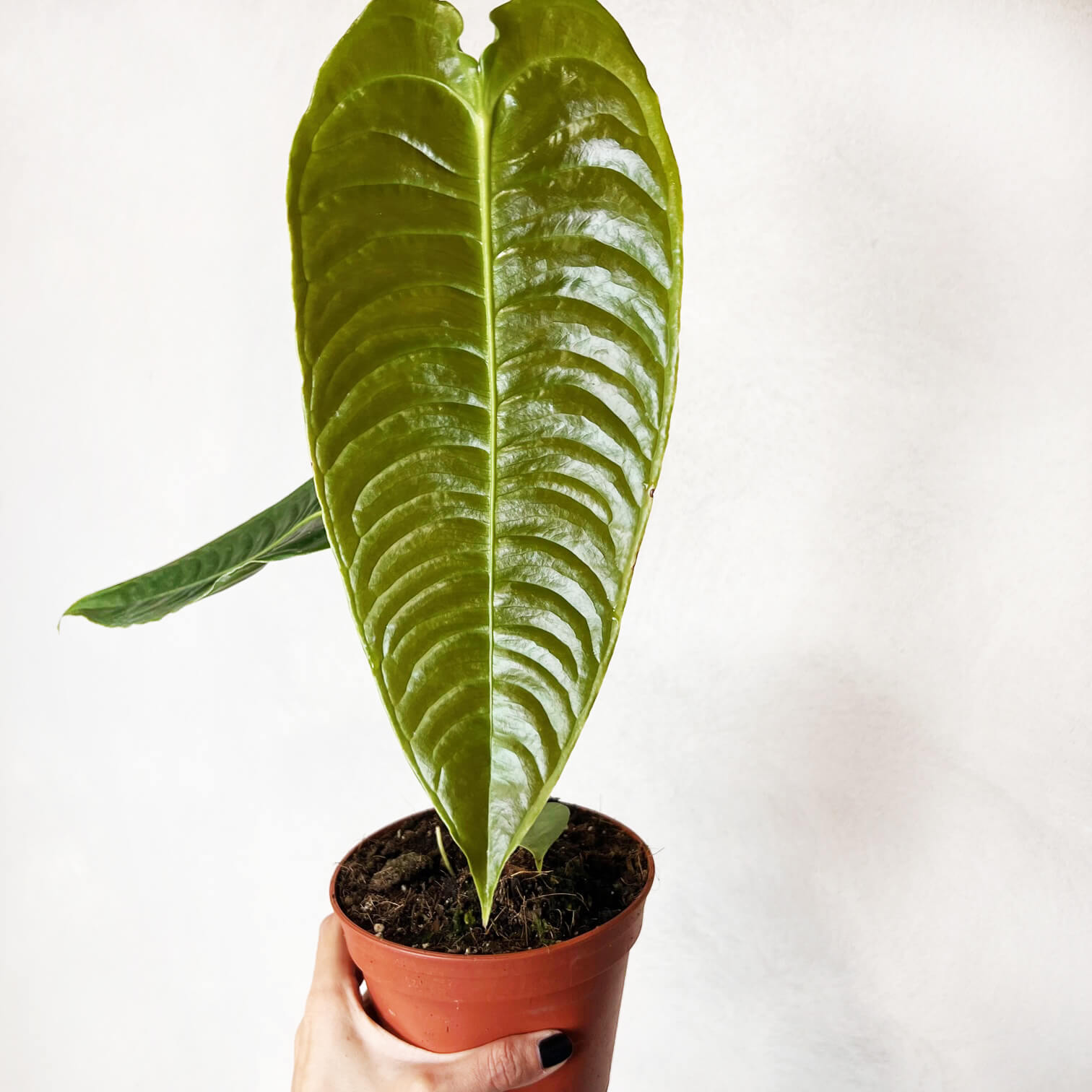 Anthurium Veitchii