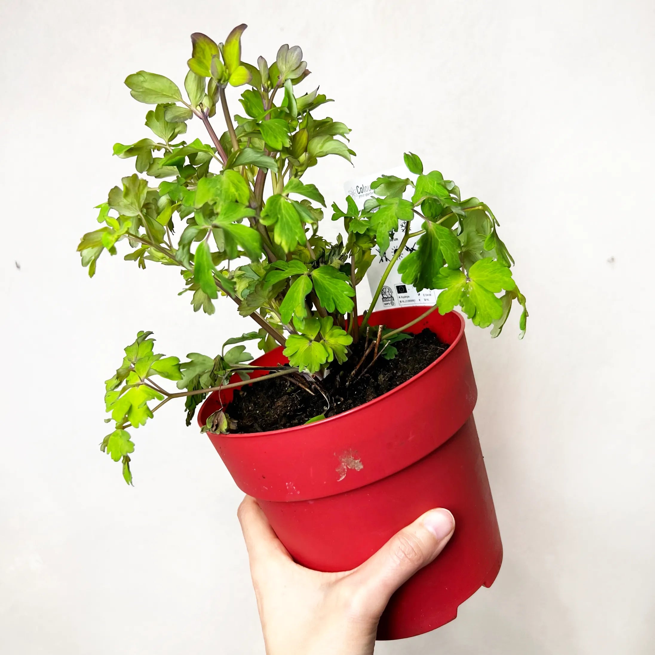 Aquilegia Red and White