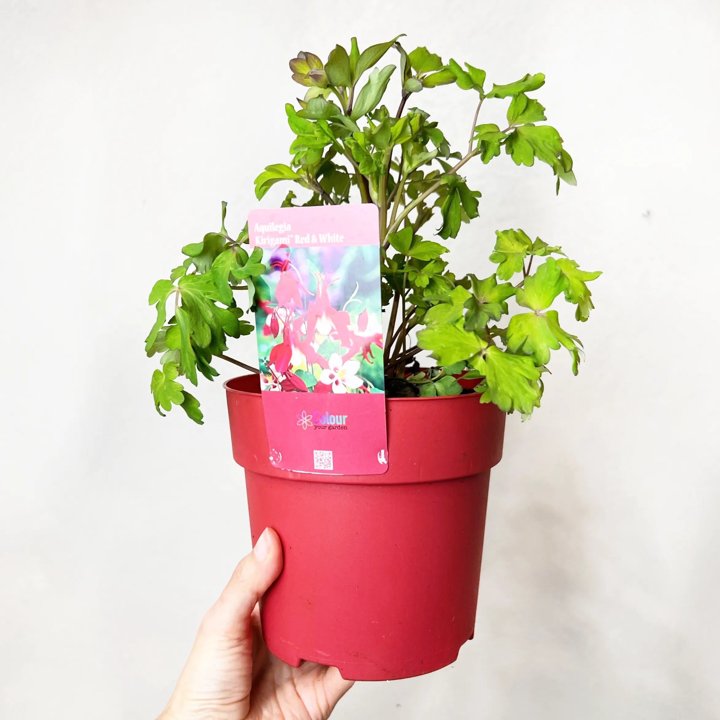 Aquilegia Red and White