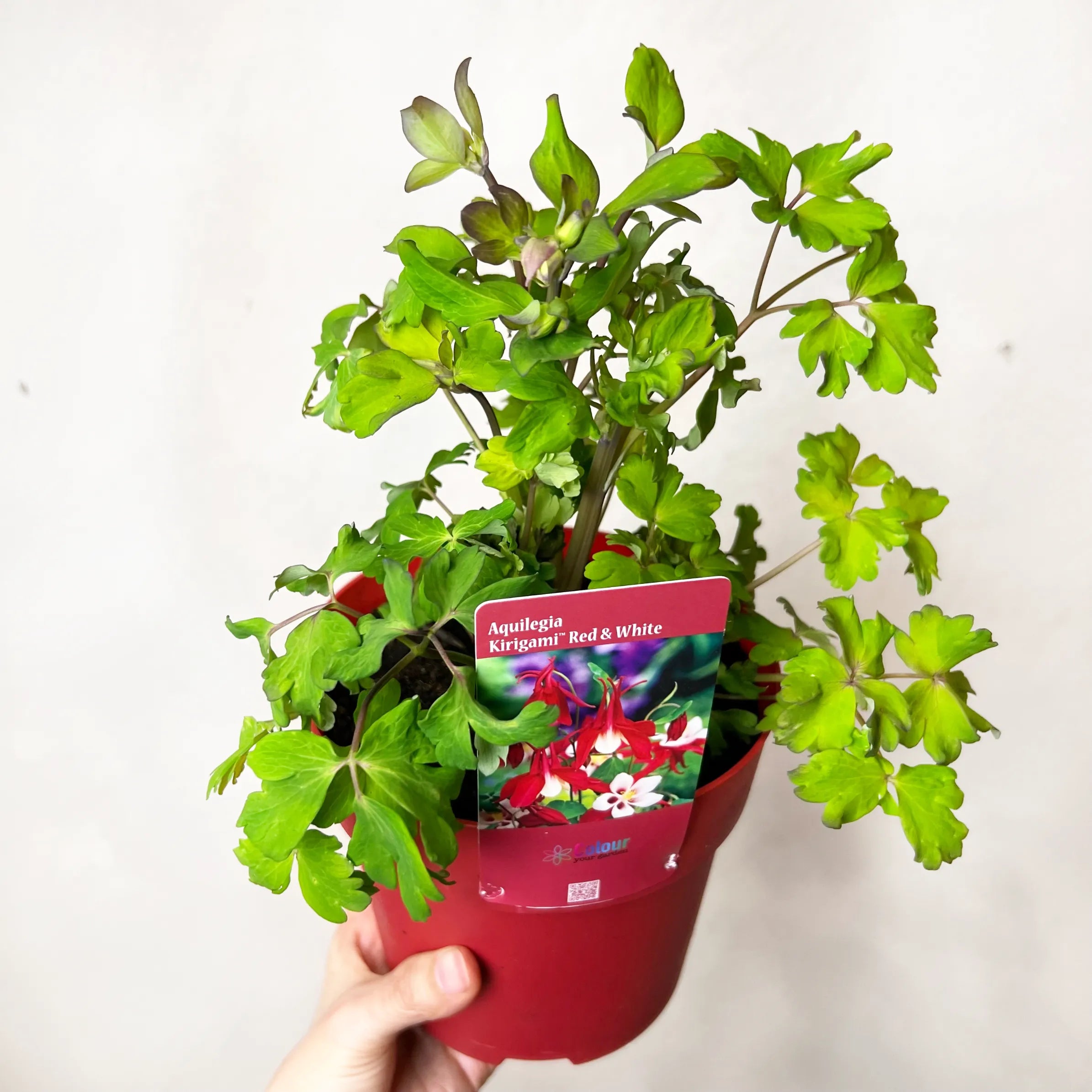 Aquilegia Red and White