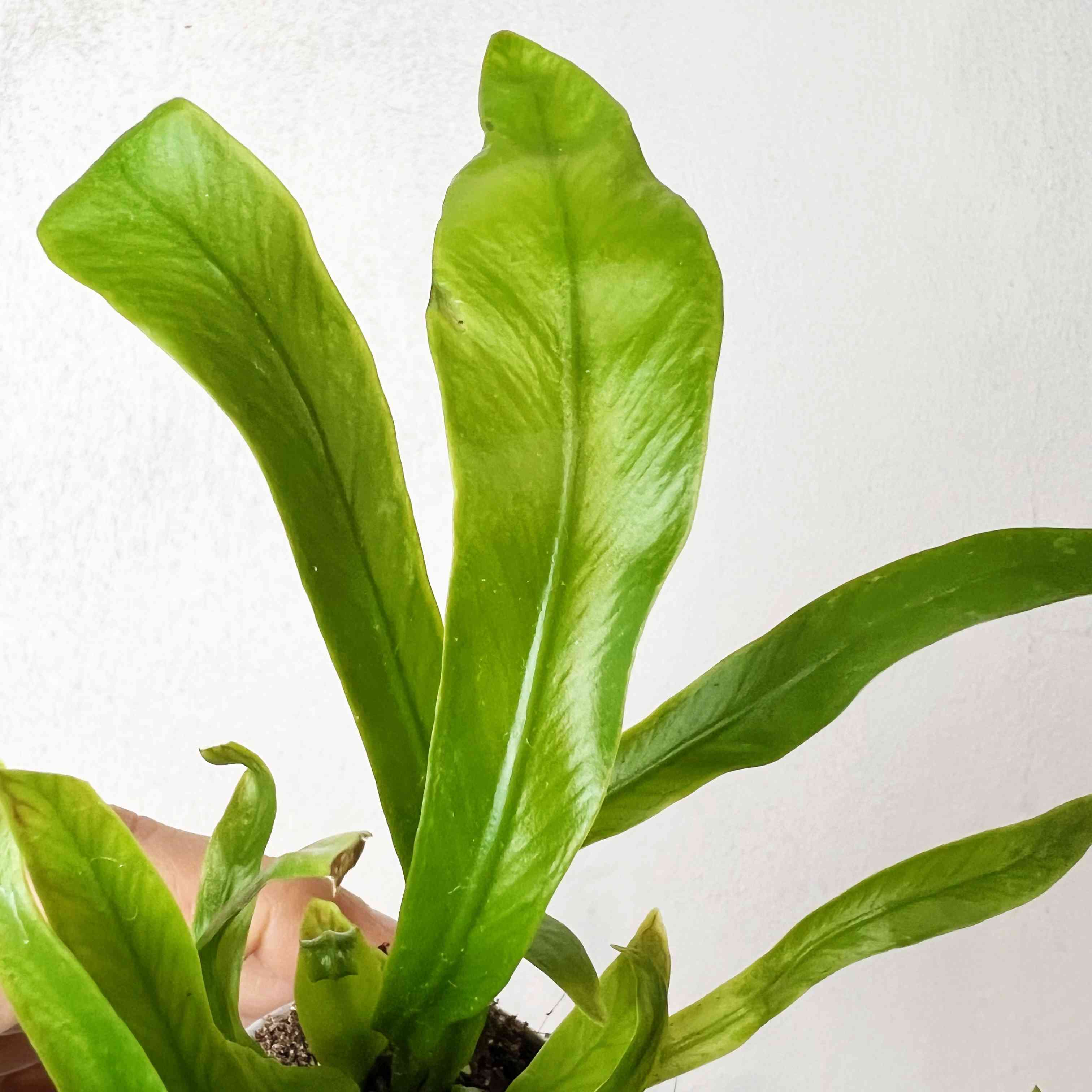 » Asplenium antiquum (100% off)