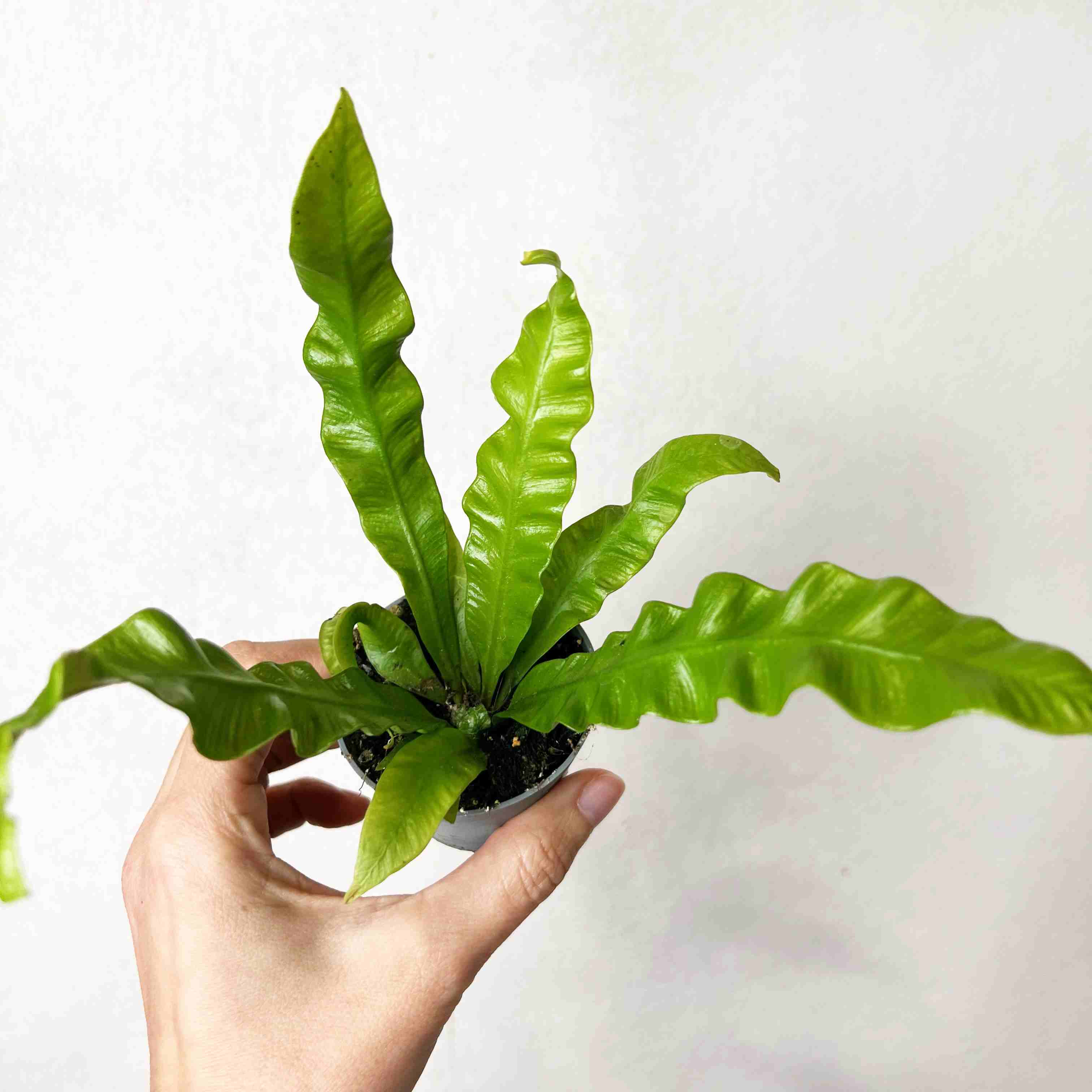 Asplenium Crispy Wave