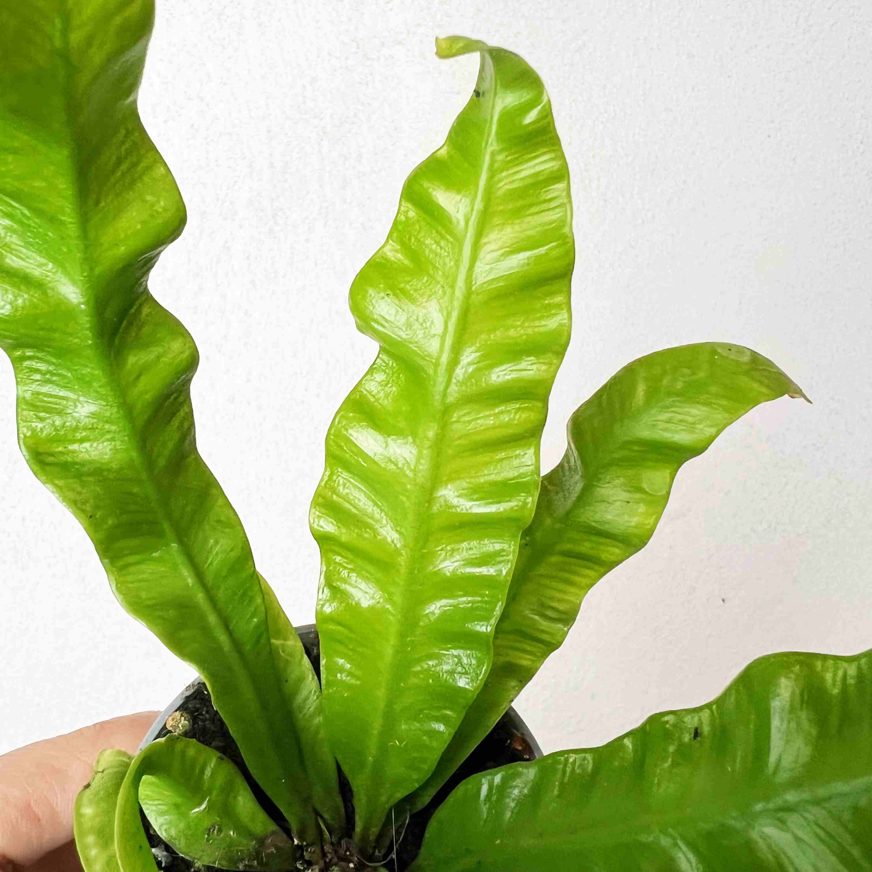 Asplenium Crispy Wave