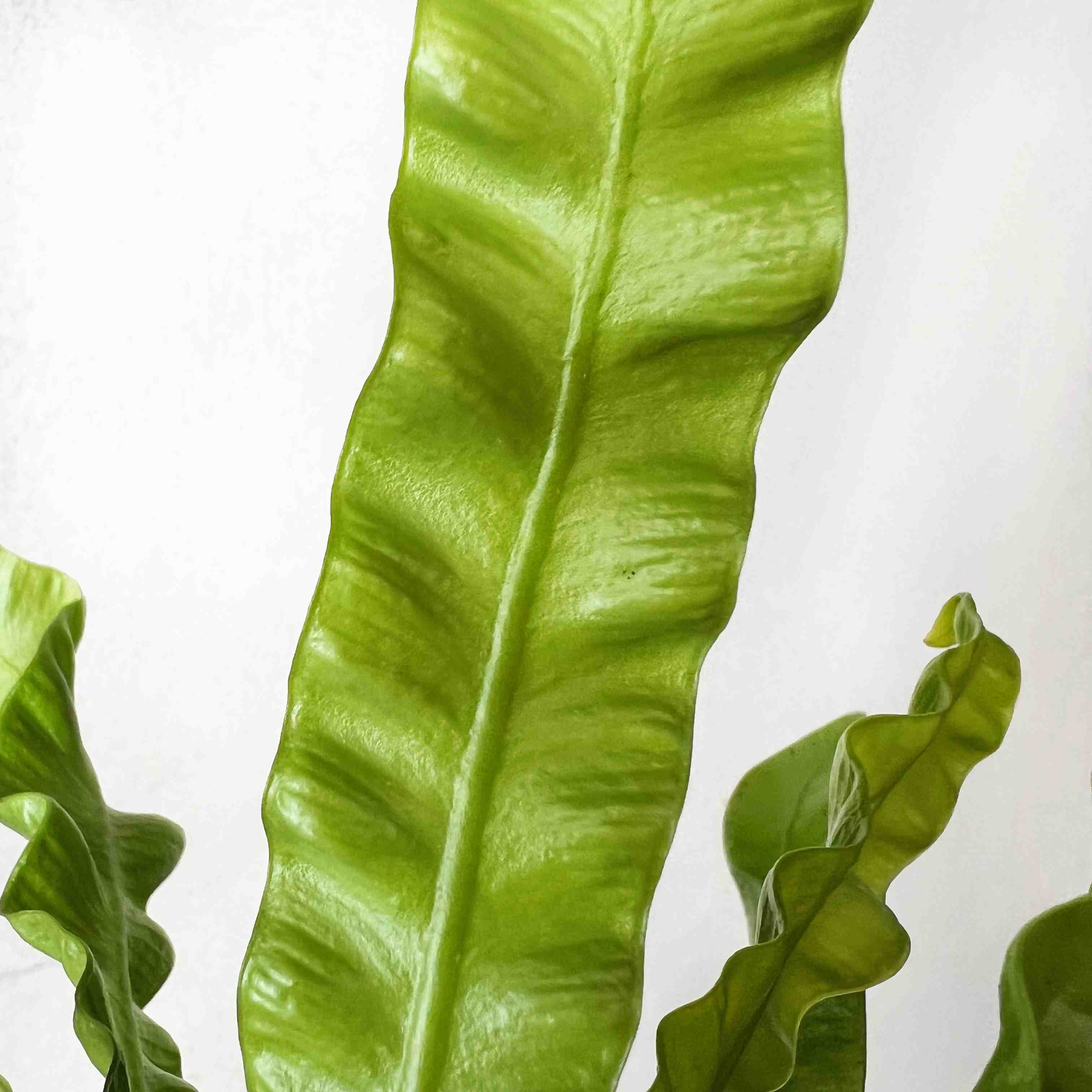 Asplenium Crispy Wave